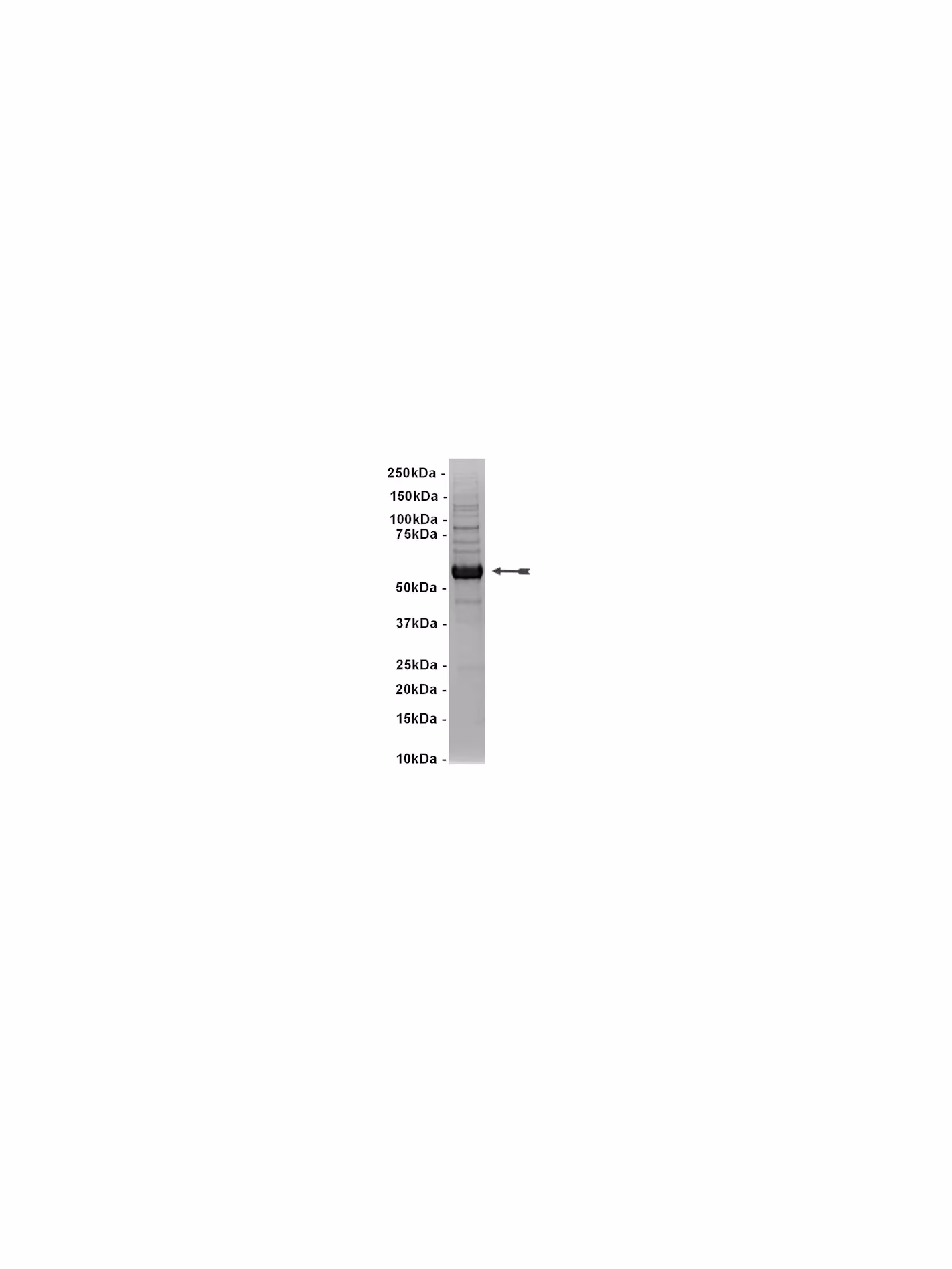 Blk, active Mouse Recombinant Kinase Protein