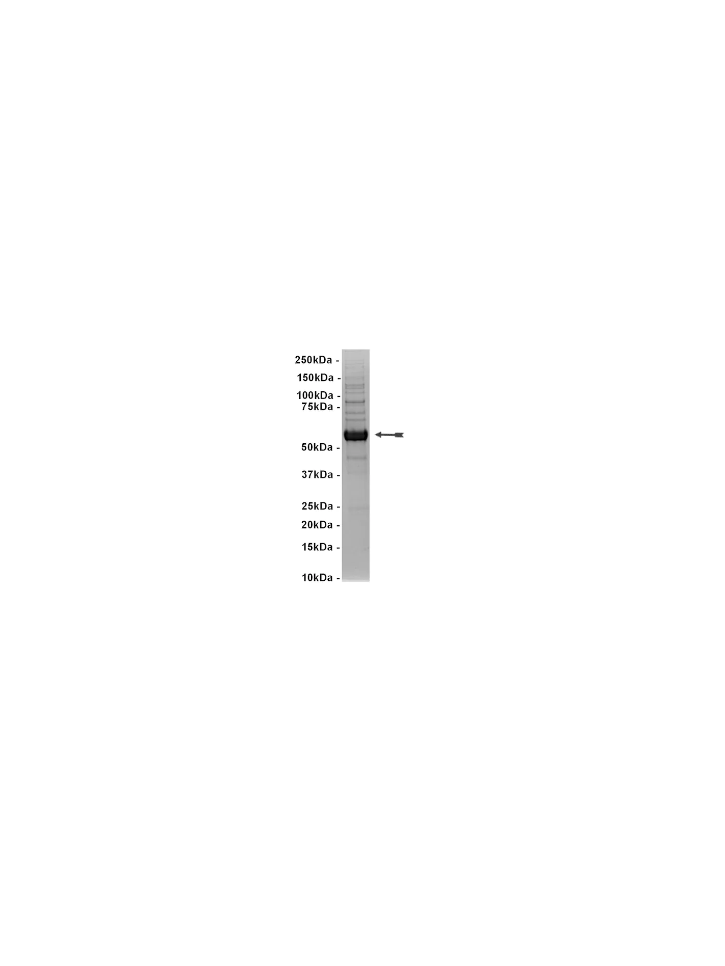 Blk, active Mouse Recombinant Kinase Protein