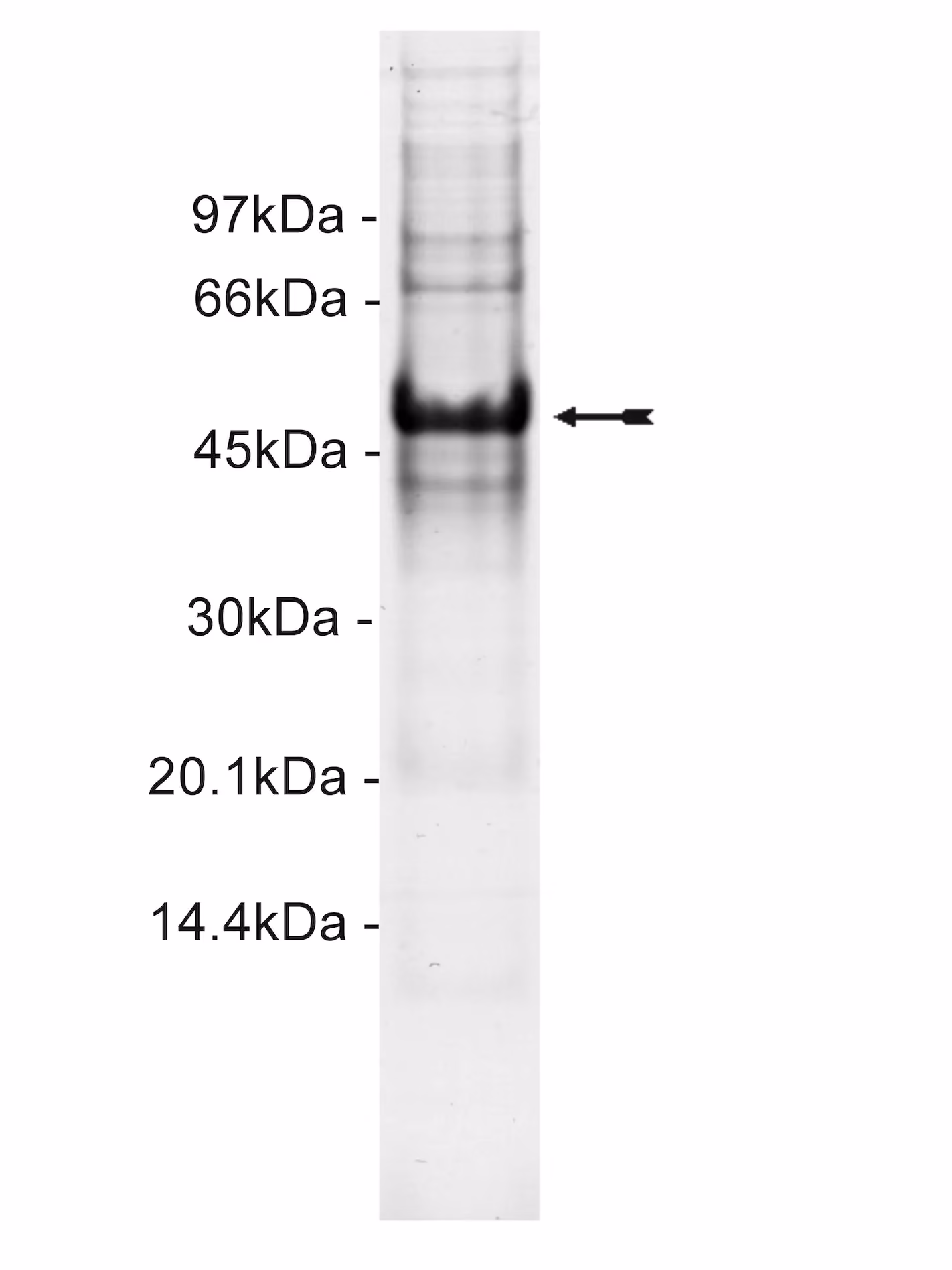 Aurora A, active Human Recombinant Kinase Protein