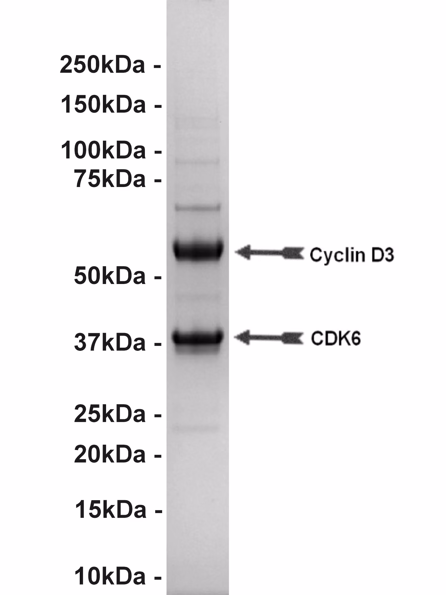 Cdk6/Cyclin D3, active Human Recombinant Kinase Protein