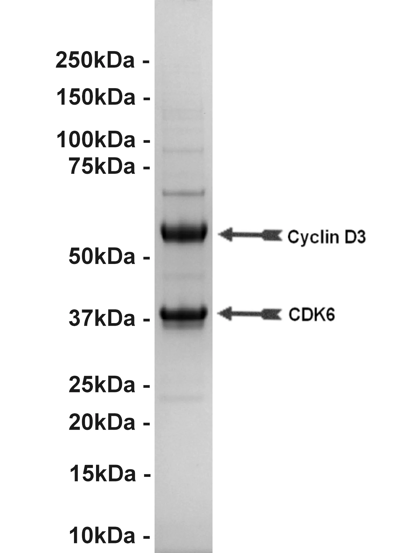 Cdk6/Cyclin D3, active Human Recombinant Kinase Protein