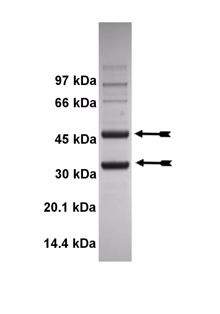 Cdk5/p25, active Human Recombinant Kinase Protein