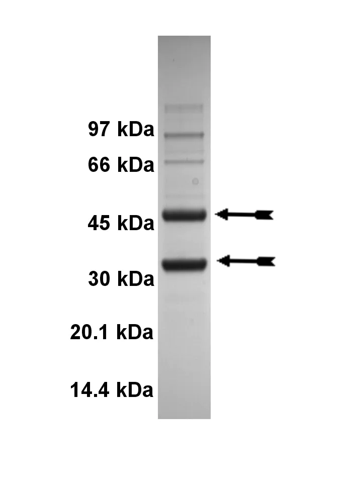 Cdk5/p25, active Human Recombinant Kinase Protein