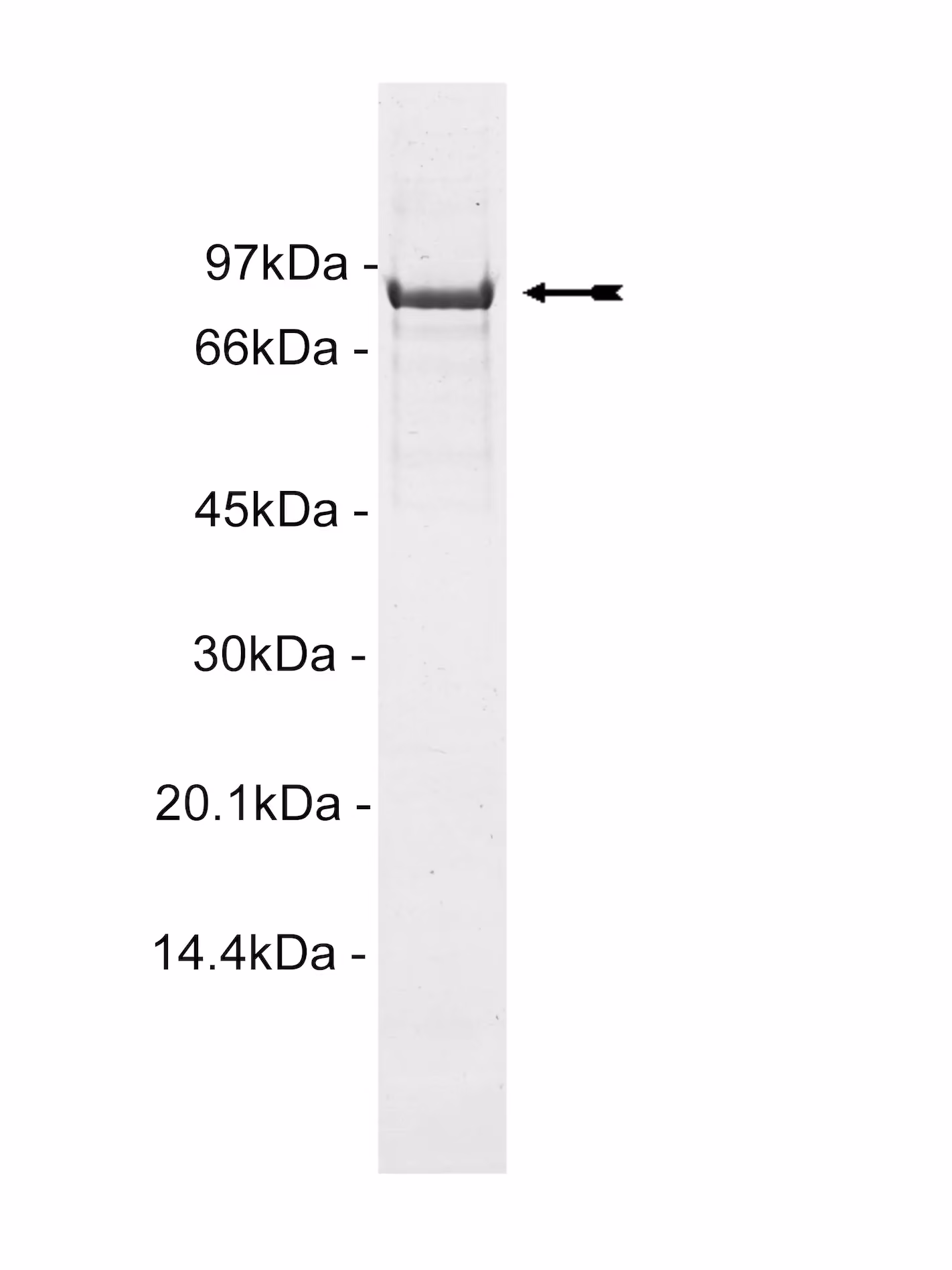 PKCε, active Human Recombinant Kinase Protein