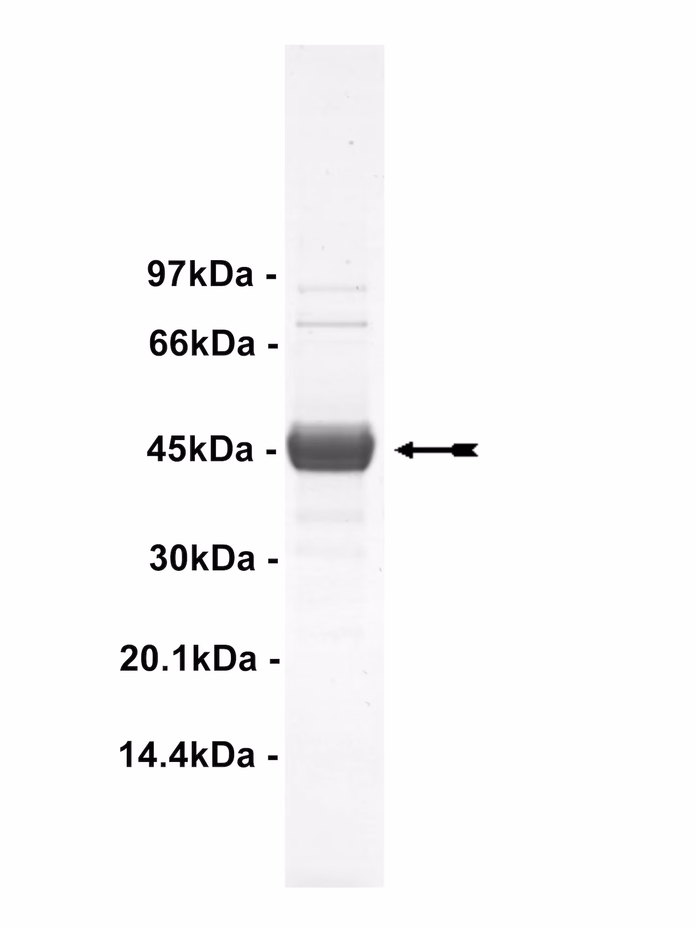 MEK2, unactive Human Recombinant Kinase Protein