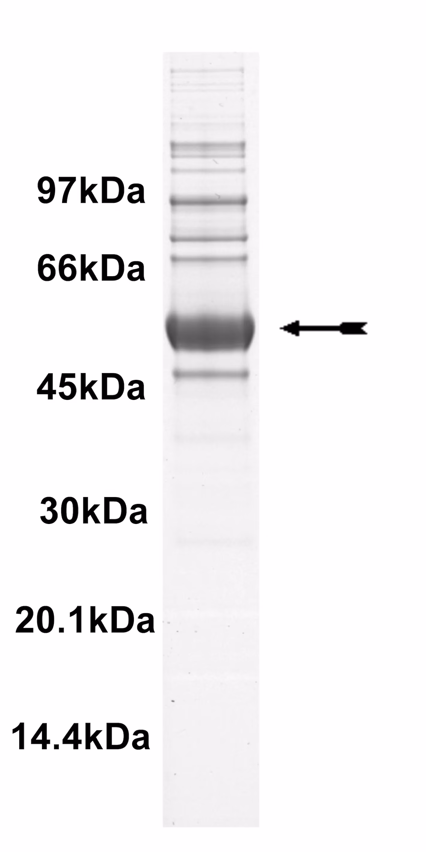 Ros, active Human Recombinant Kinase Protein