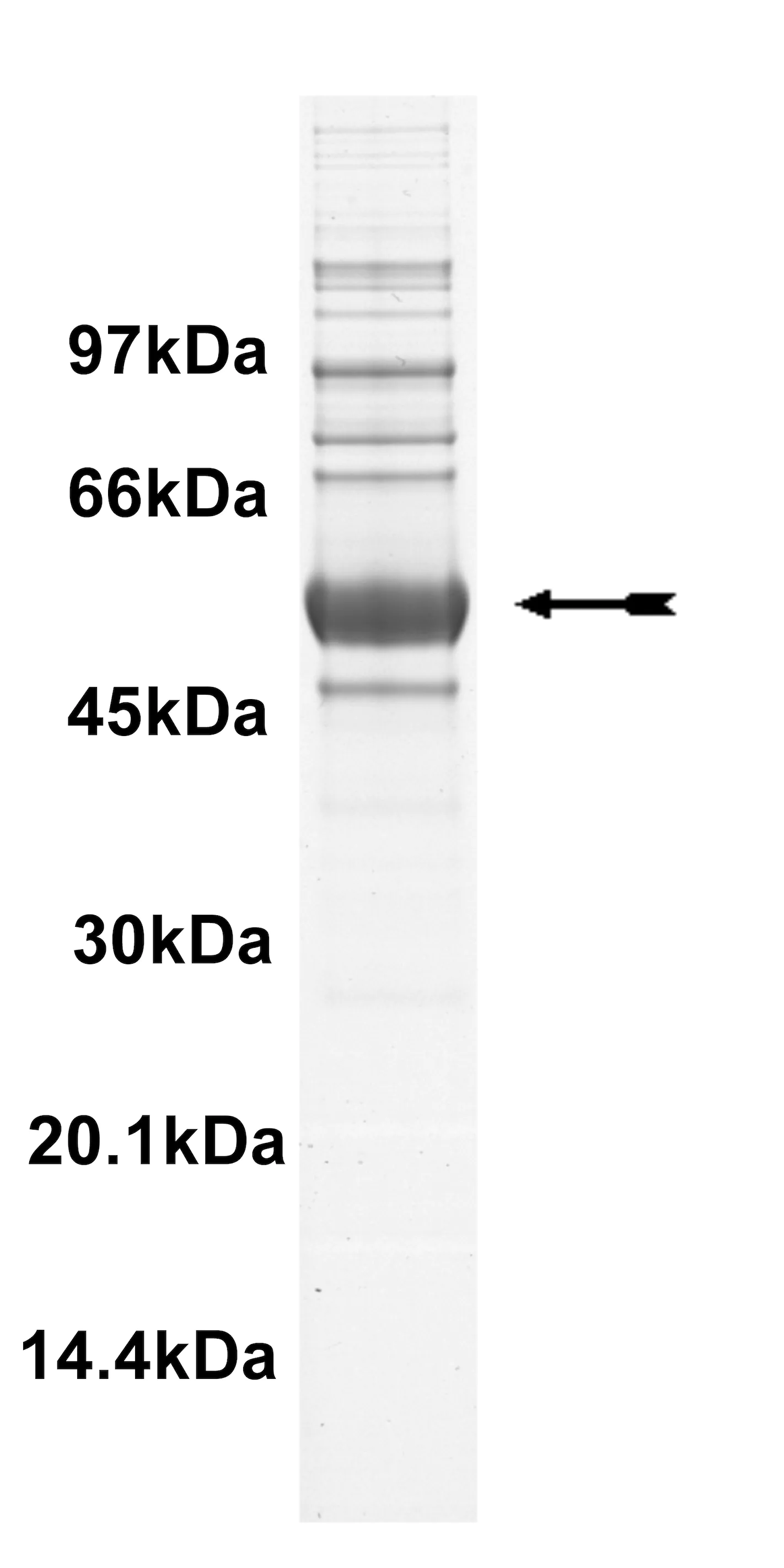 Ros, active Human Recombinant Kinase Protein