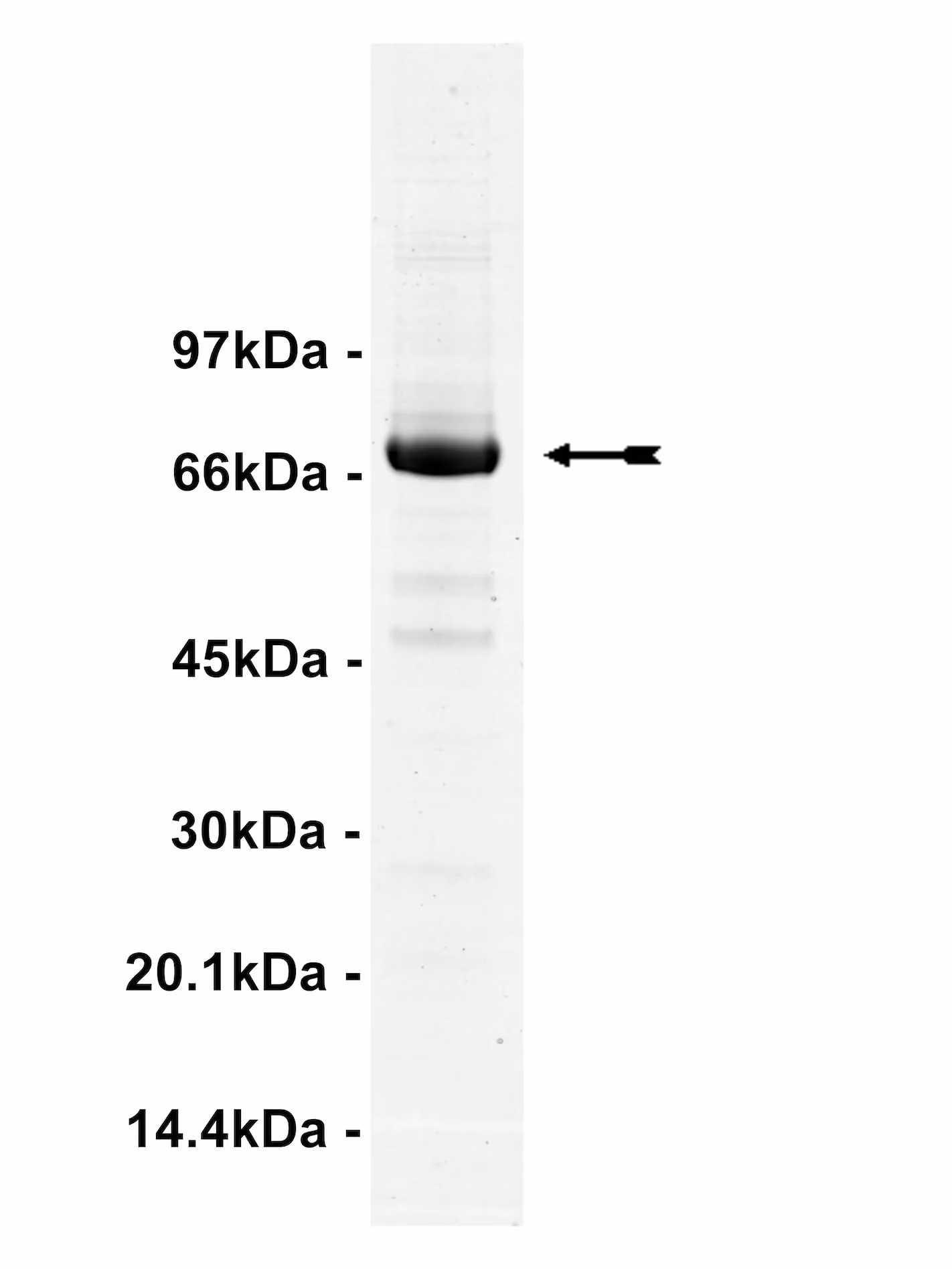 PKC ζ, active Human Recombinant Kinase Protein