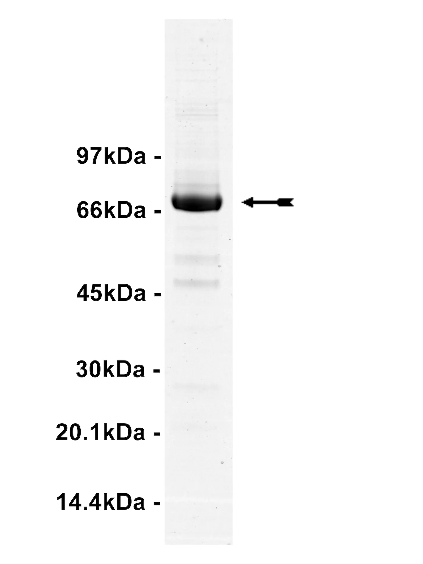 PKC ζ, active Human Recombinant Kinase Protein