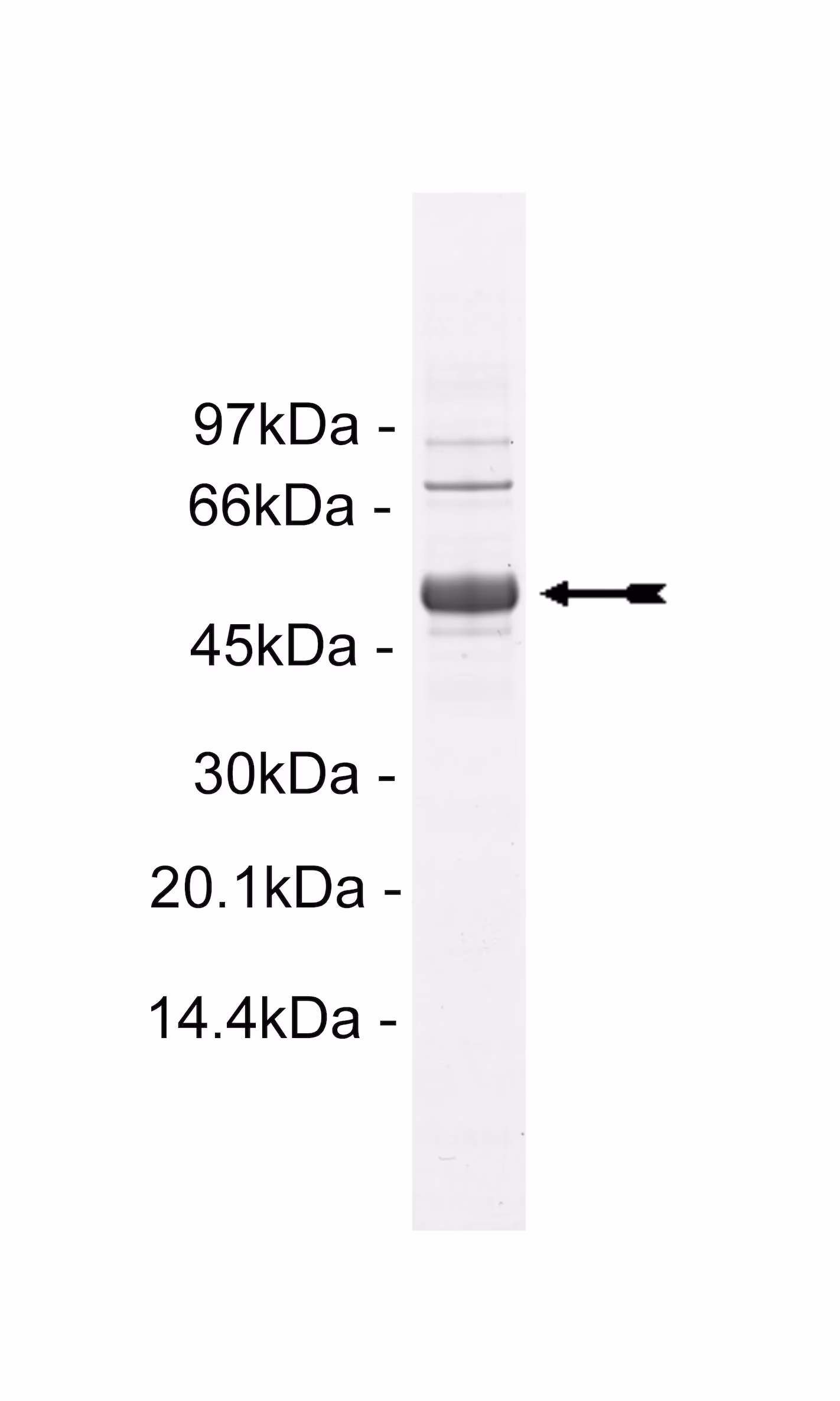 Met, active Human Recombinant Kinase Protein