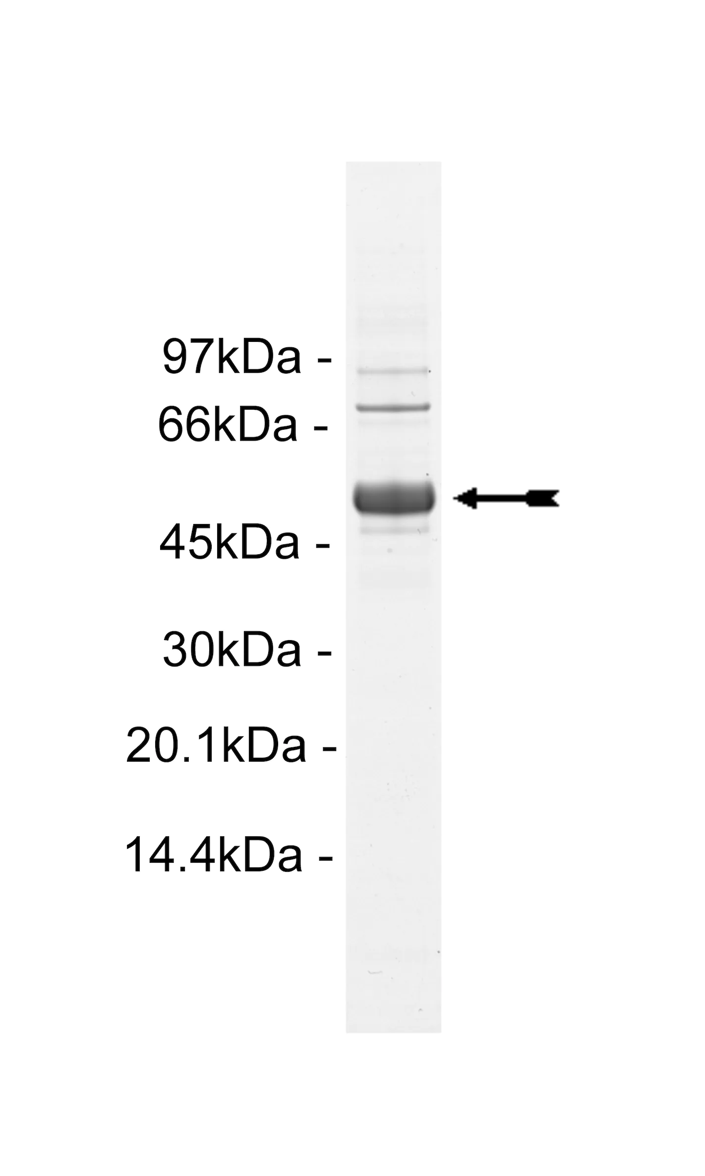 Met (Y1248H), active Human Recombinant Kinase Protein