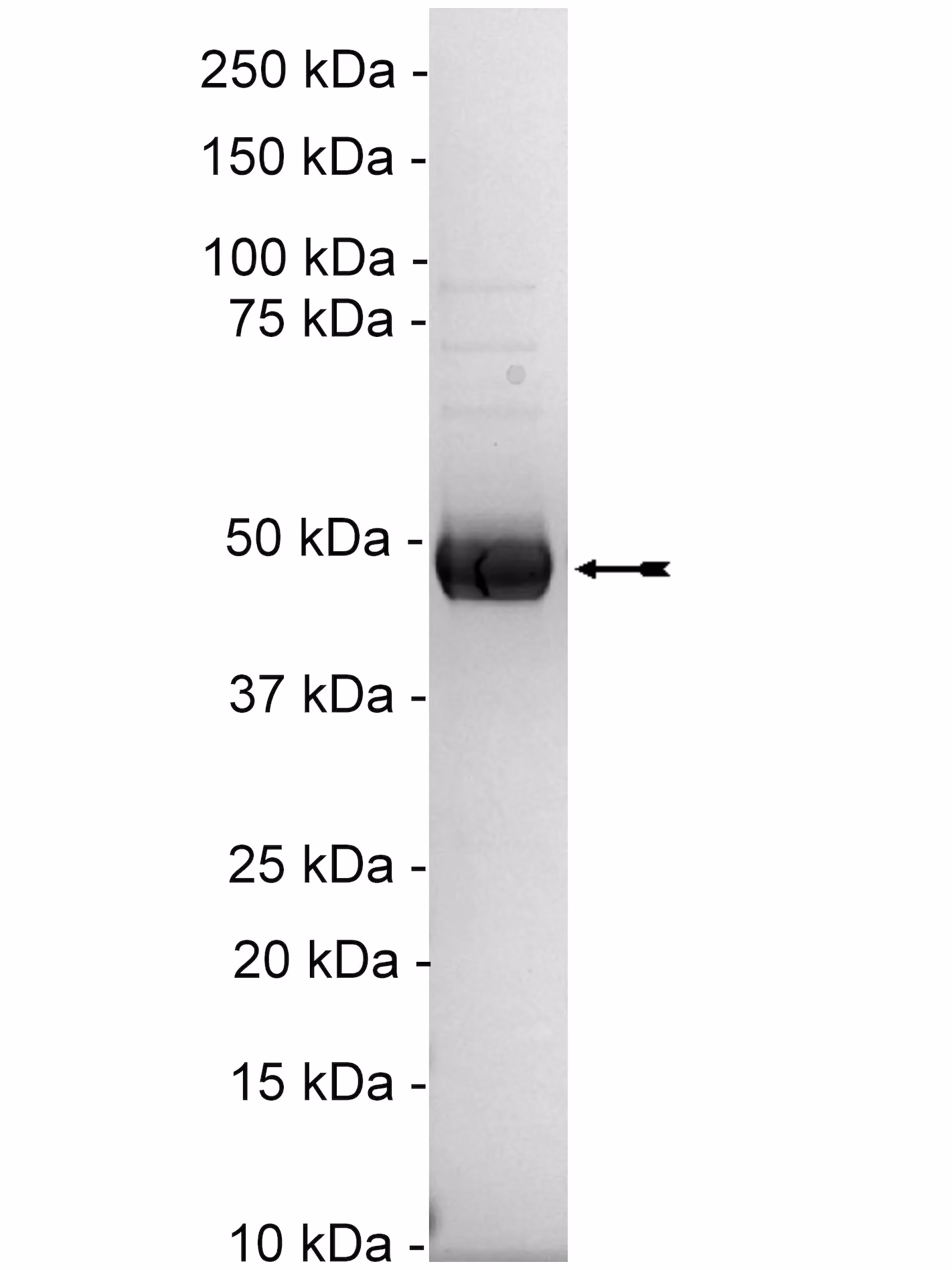 MEK2, active Human Recombinant Kinase Protein