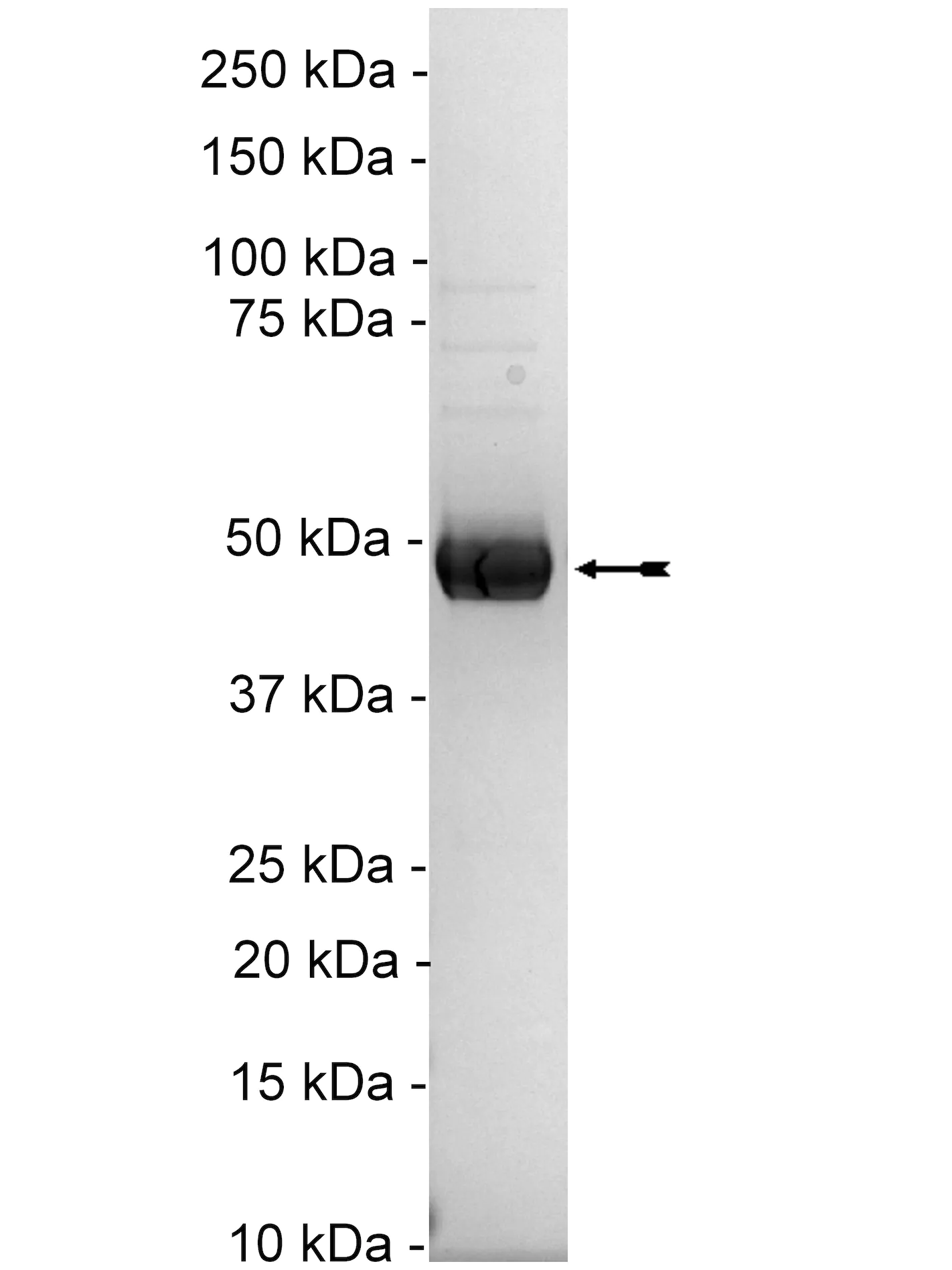 MEK2, active Human Recombinant Kinase Protein