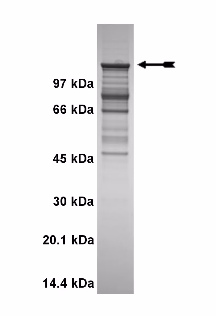 Abl (T315I), active Human Recombinant Kinase Protein