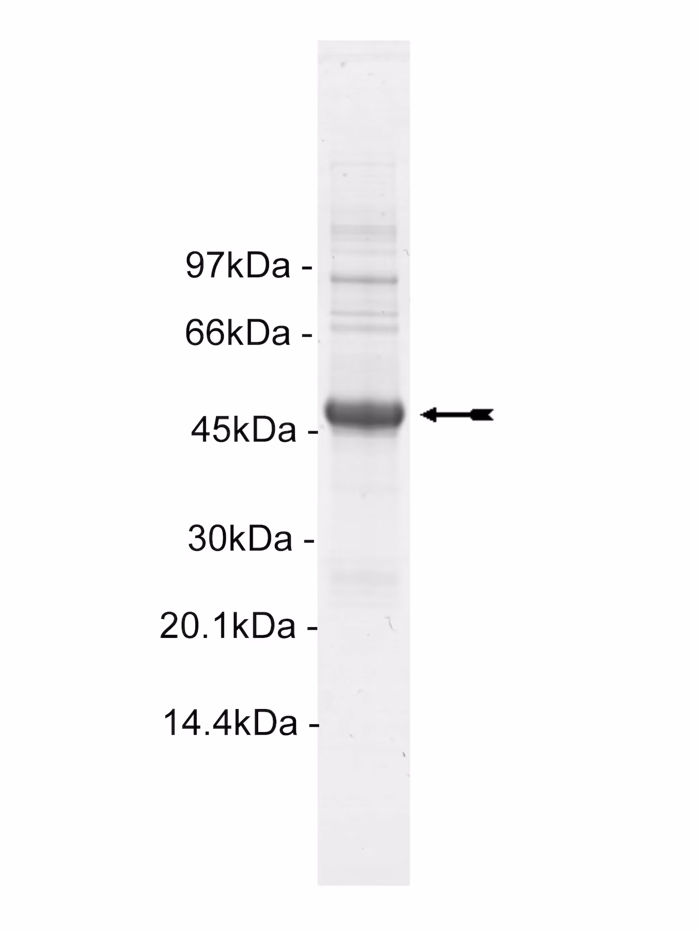 Rse, active Human Recombinant Kinase Protein