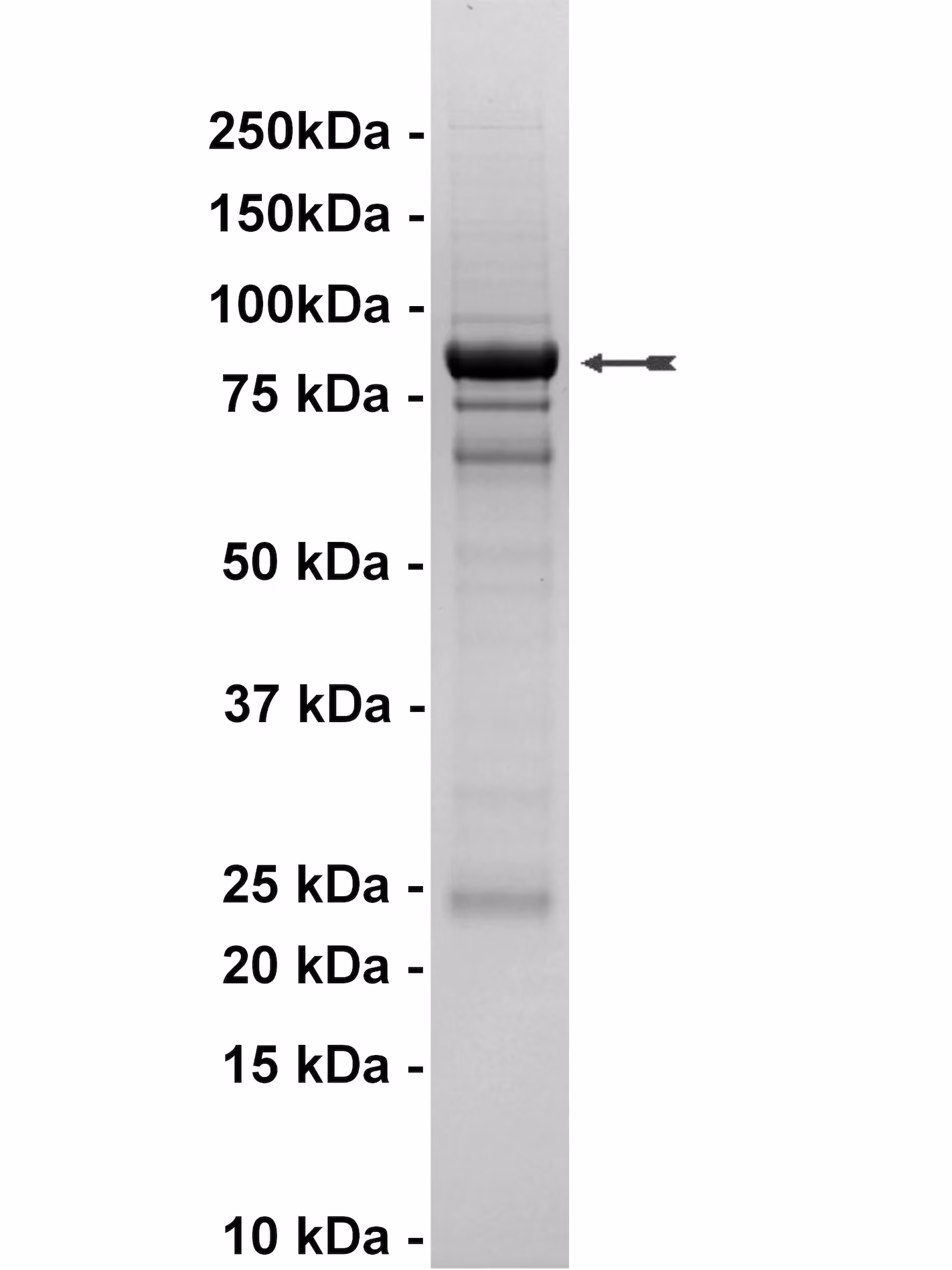 EGFR, active Human Recombinant Kinase Protein