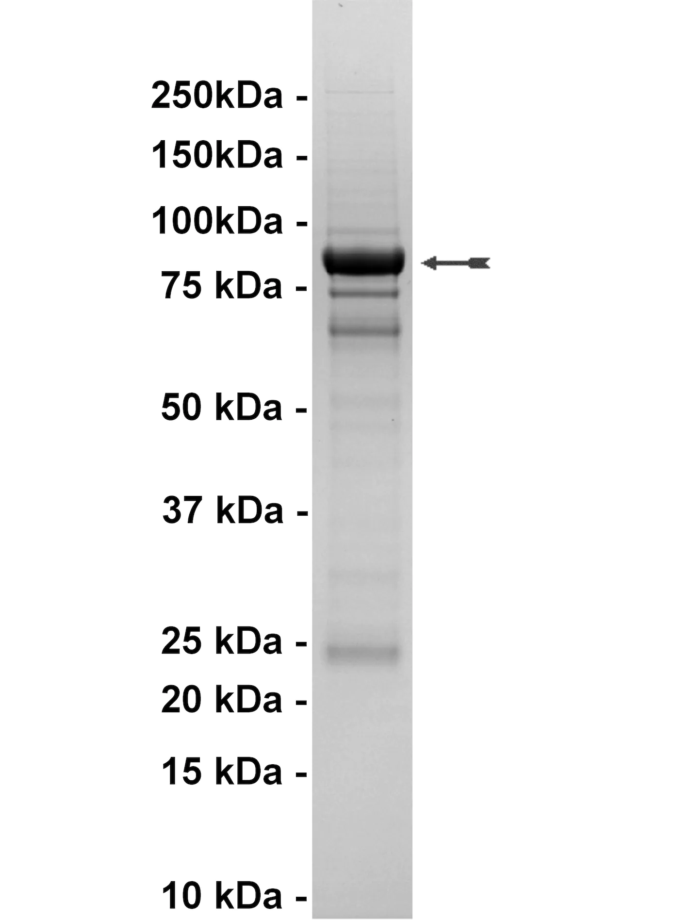 EGFR, active Human Recombinant Kinase Protein