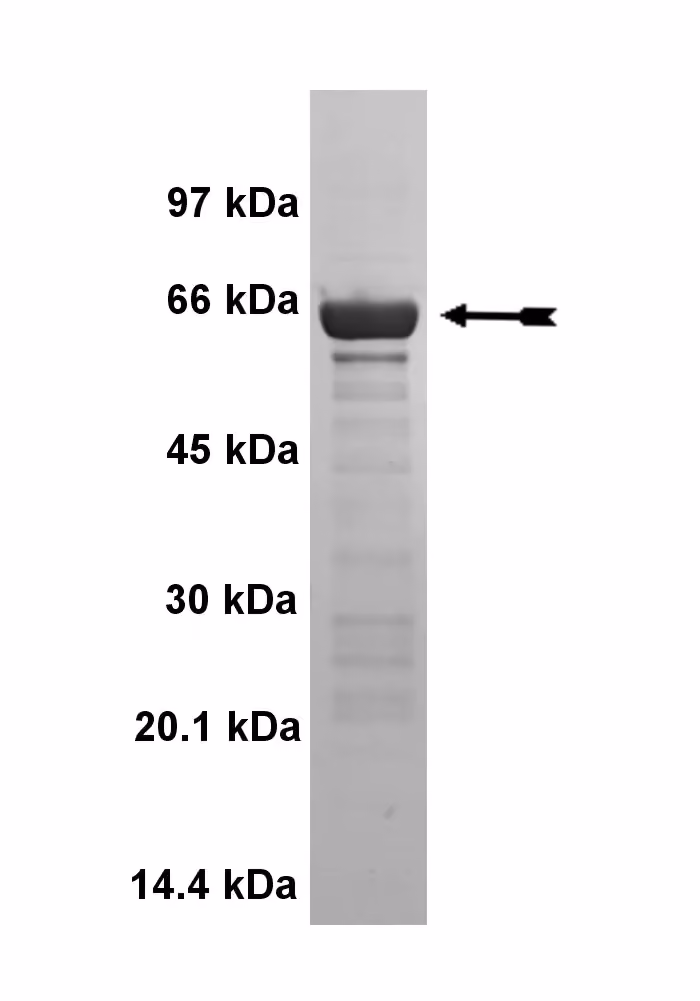 MAP Kinase 2/Erk2, unactive hum Human Recombinant Kinase Protein