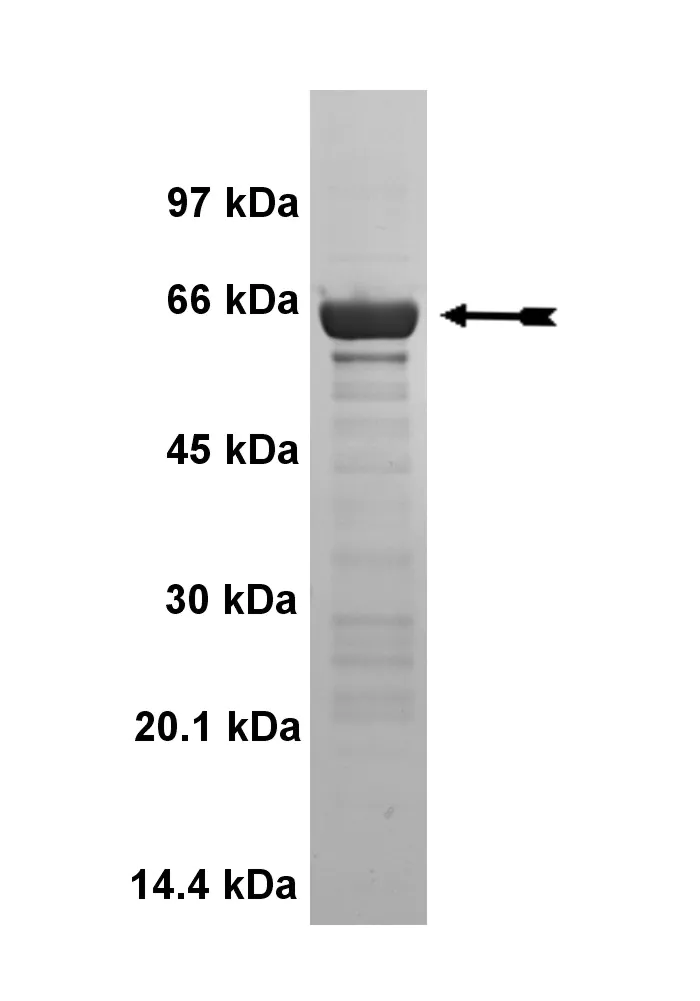 MAP Kinase 2/Erk2, unactive hum Human Recombinant Kinase Protein