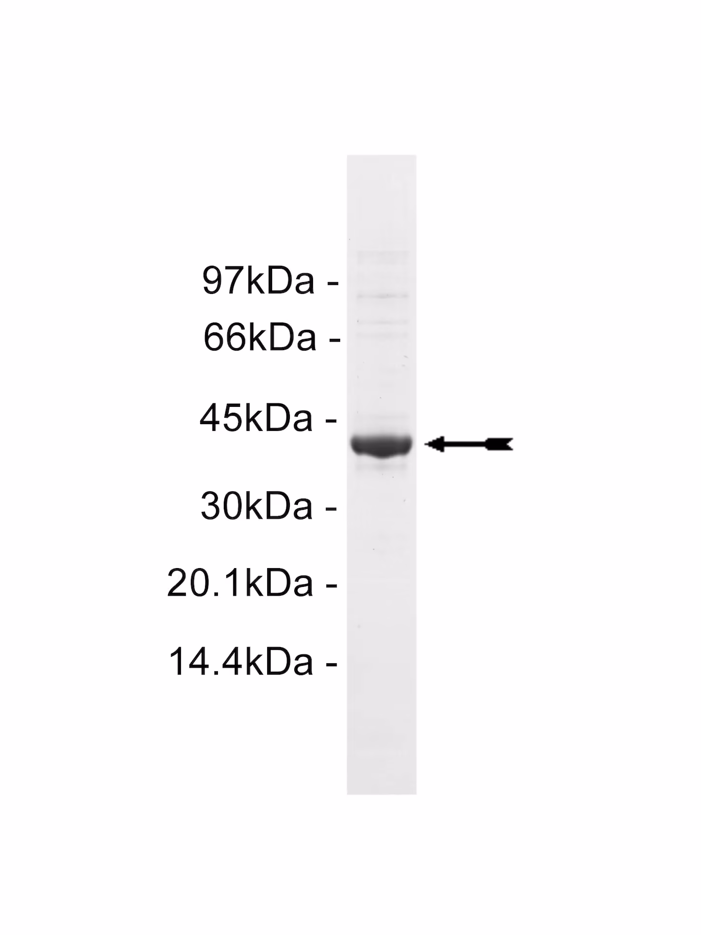Tie2, active Human Recombinant Kinase Protein