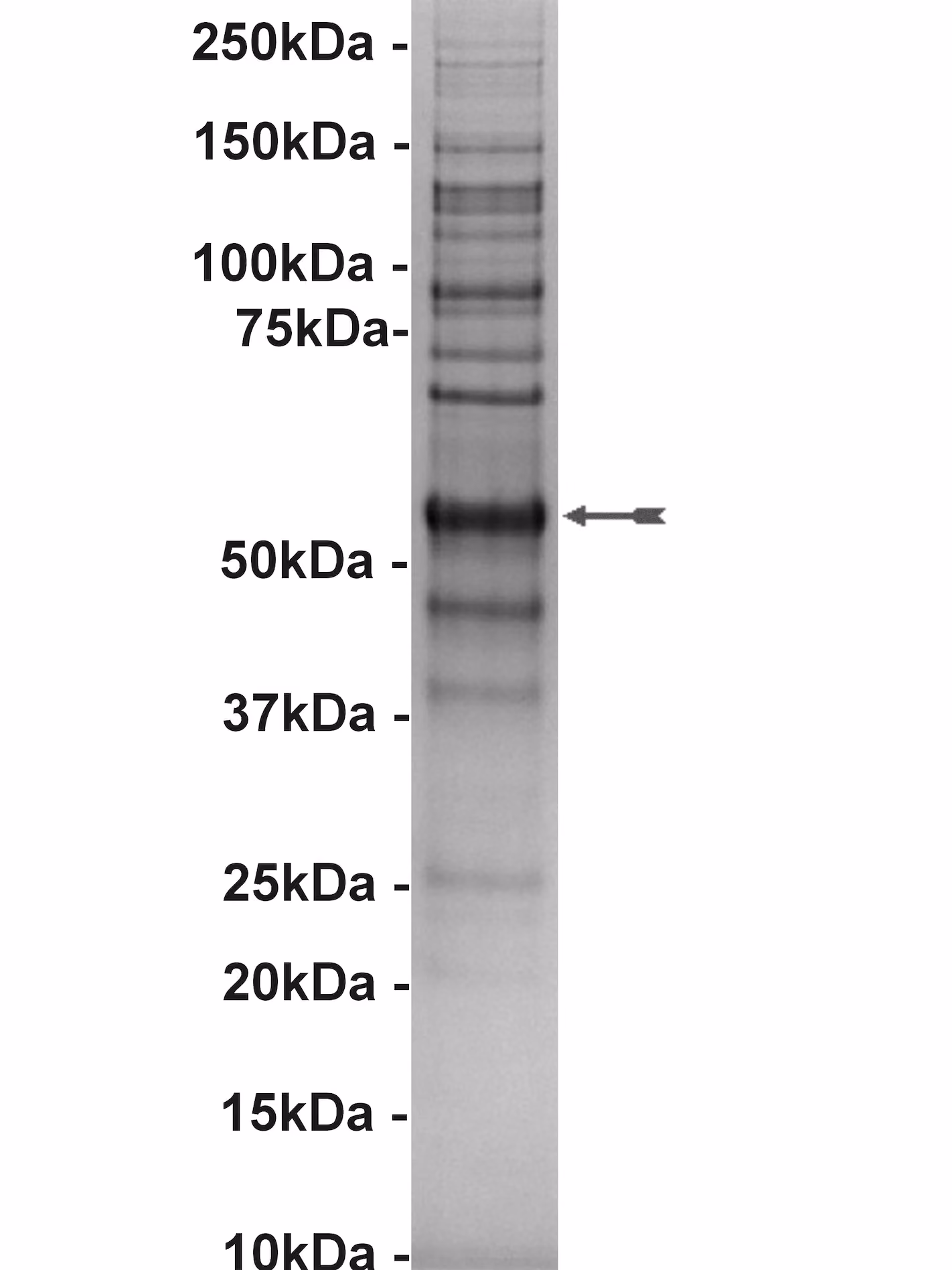 NEK2, active Human Recombinant Kinase Protein