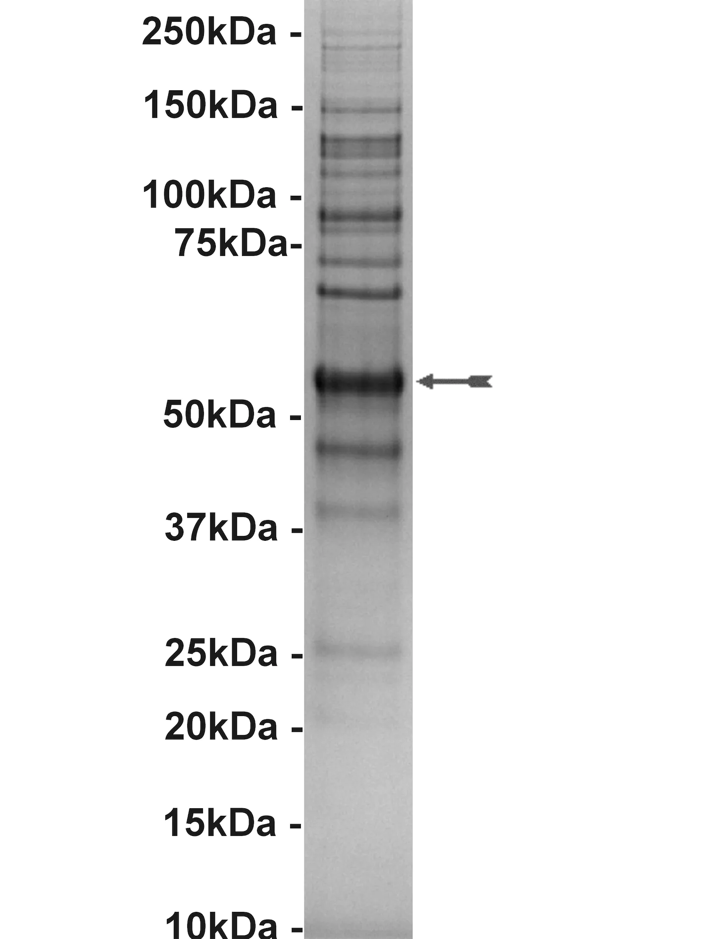 NEK2, active Human Recombinant Kinase Protein
