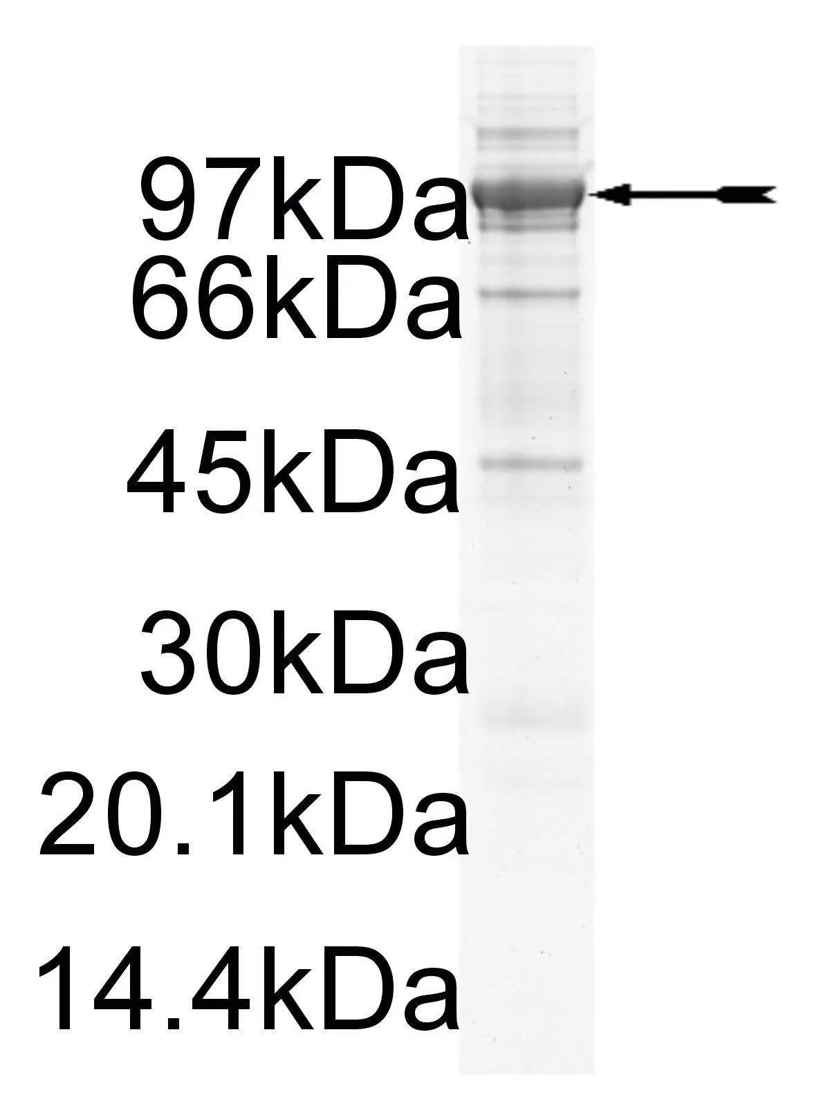 MSK1, active Human Recombinant Kinase Protein