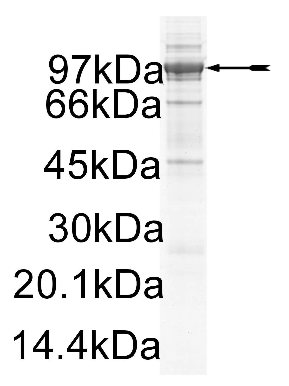 MSK1, active Human Recombinant Kinase Protein