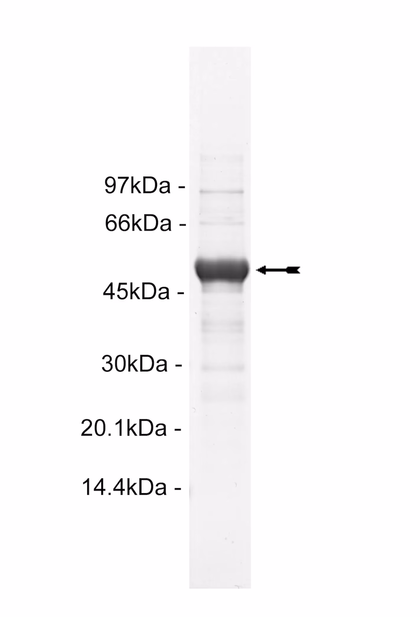 Fms, active Human Recombinant Kinase Protein