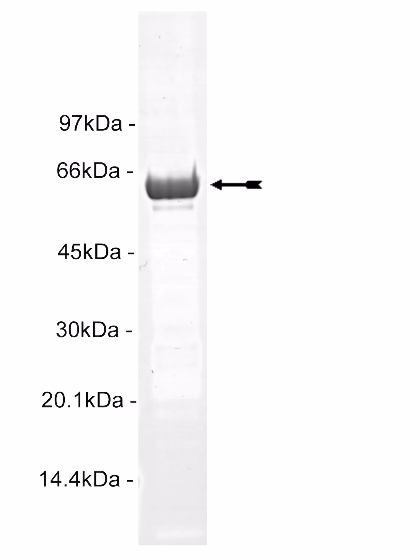 MAP Kinase 2/Erk2, active Mouse Recombinant Kinase Protein