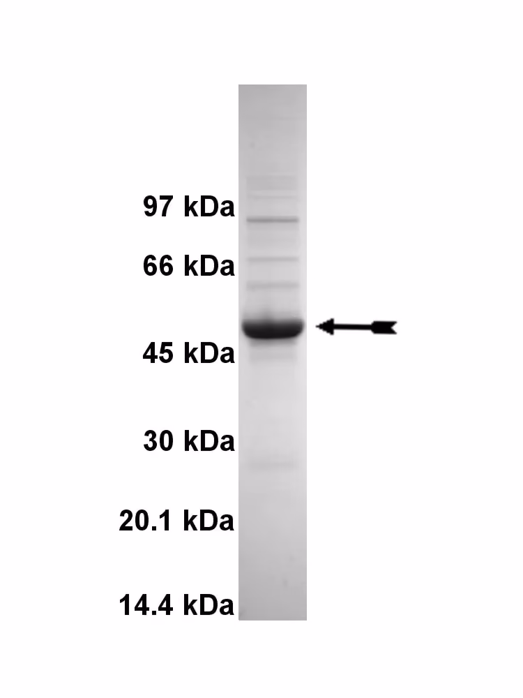 EphB4, active Human Recombinant Kinase Protein