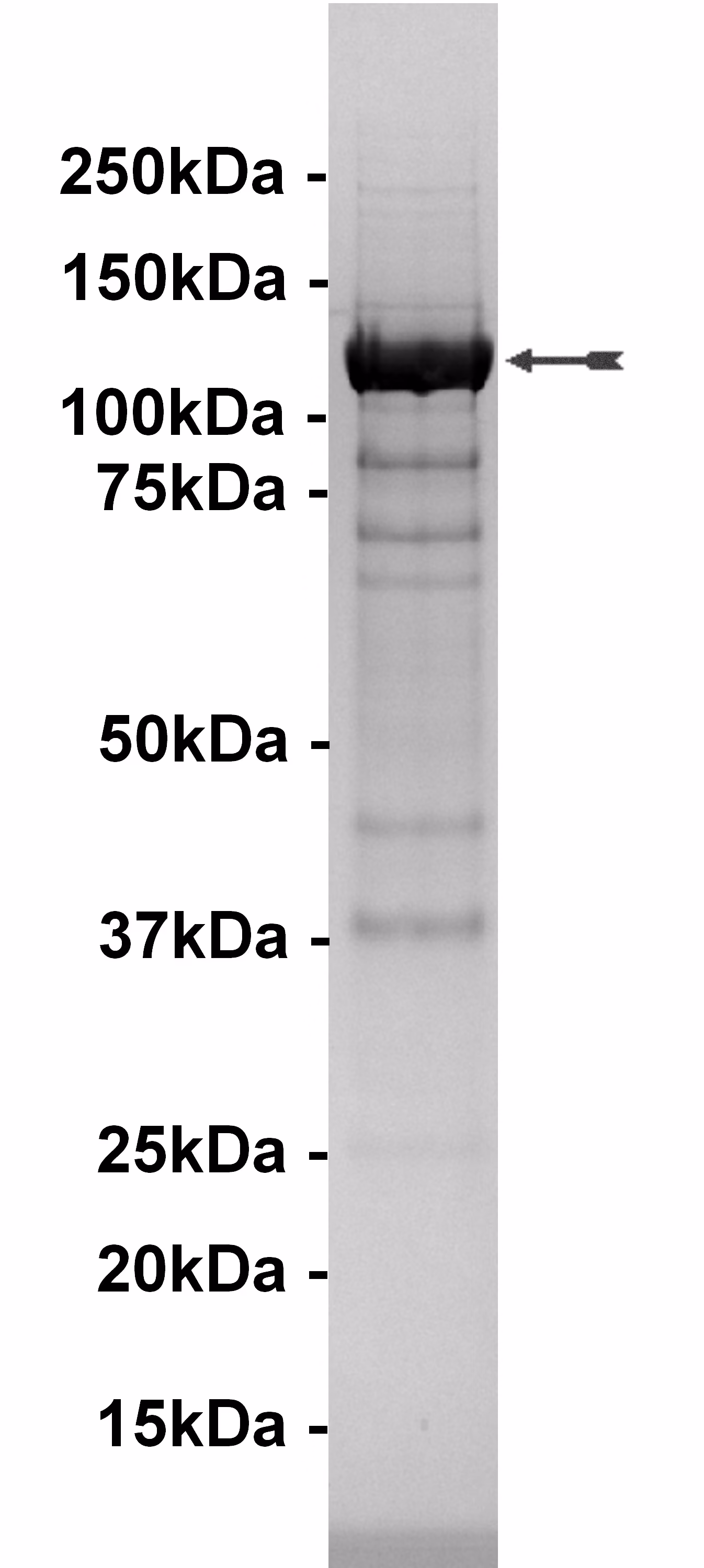 PI3 Kinase (p120γ) Human Recombinant Kinase Protein