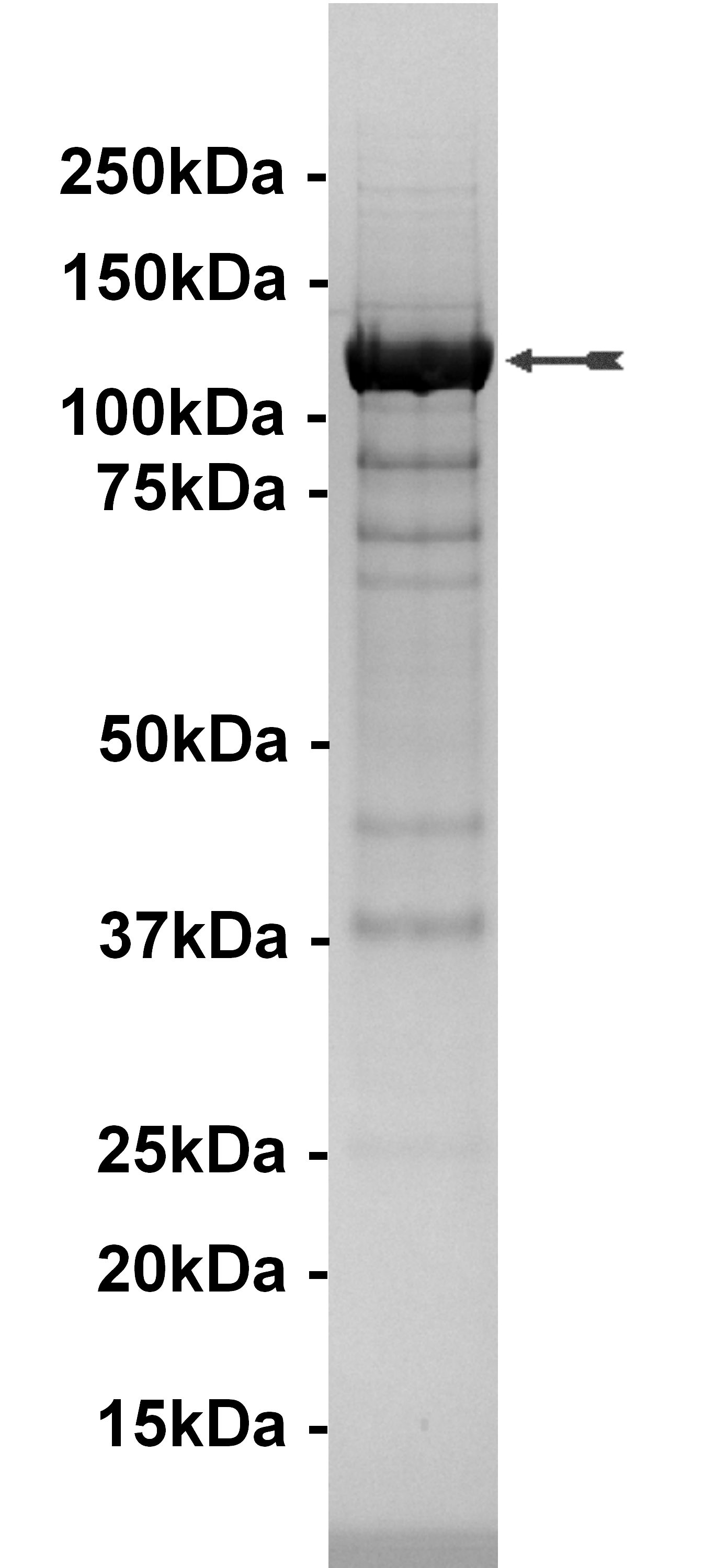PI3 Kinase (p120γ) Human Recombinant Kinase Protein