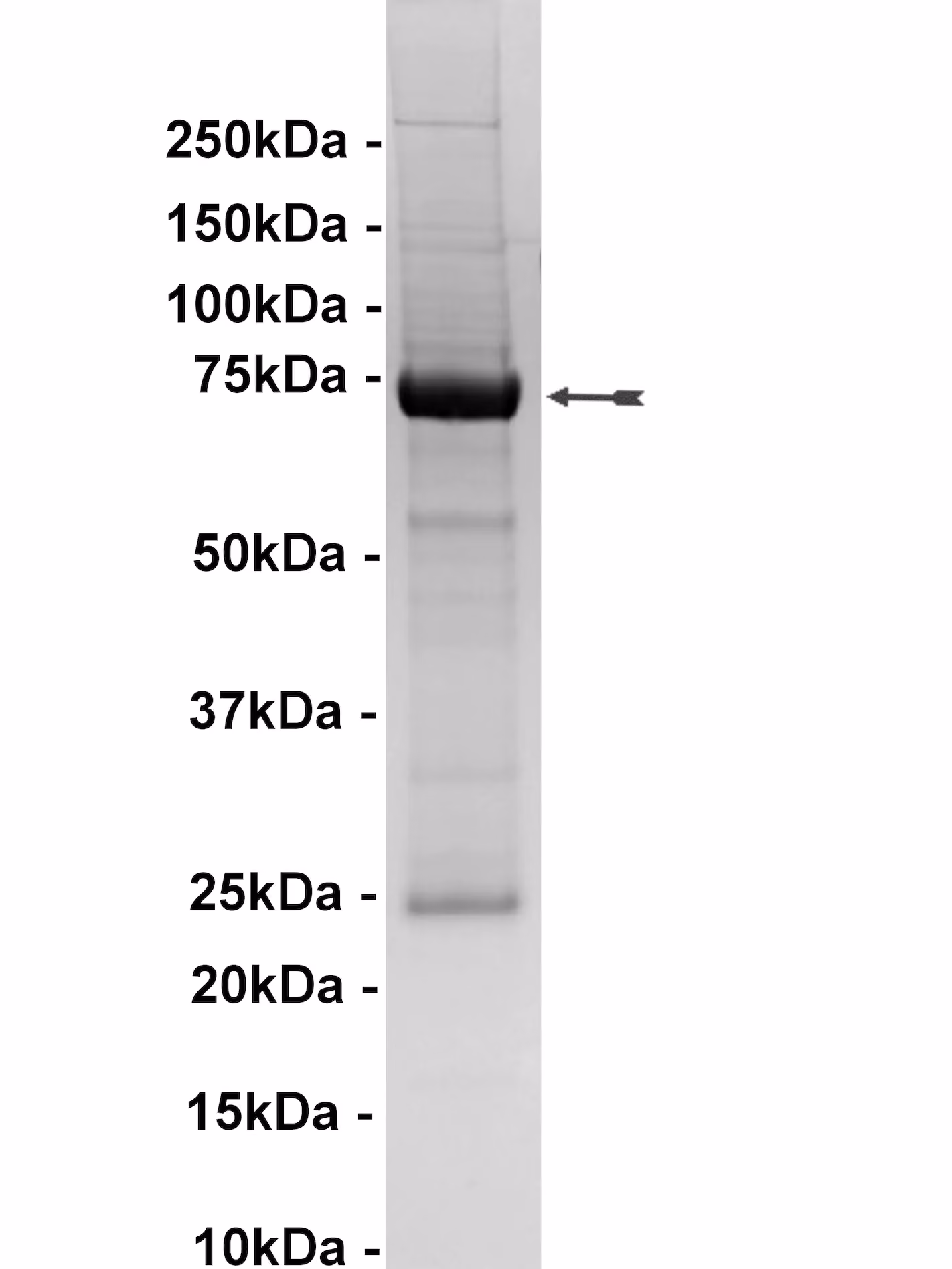 c-Kit, active Human Recombinant Kinase Protein
