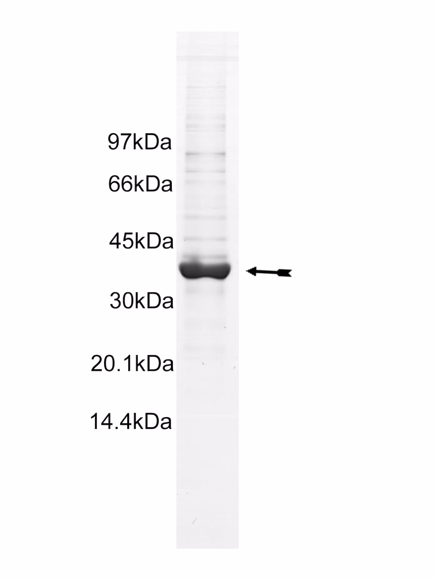 EphB3, active Human Recombinant Kinase Protein