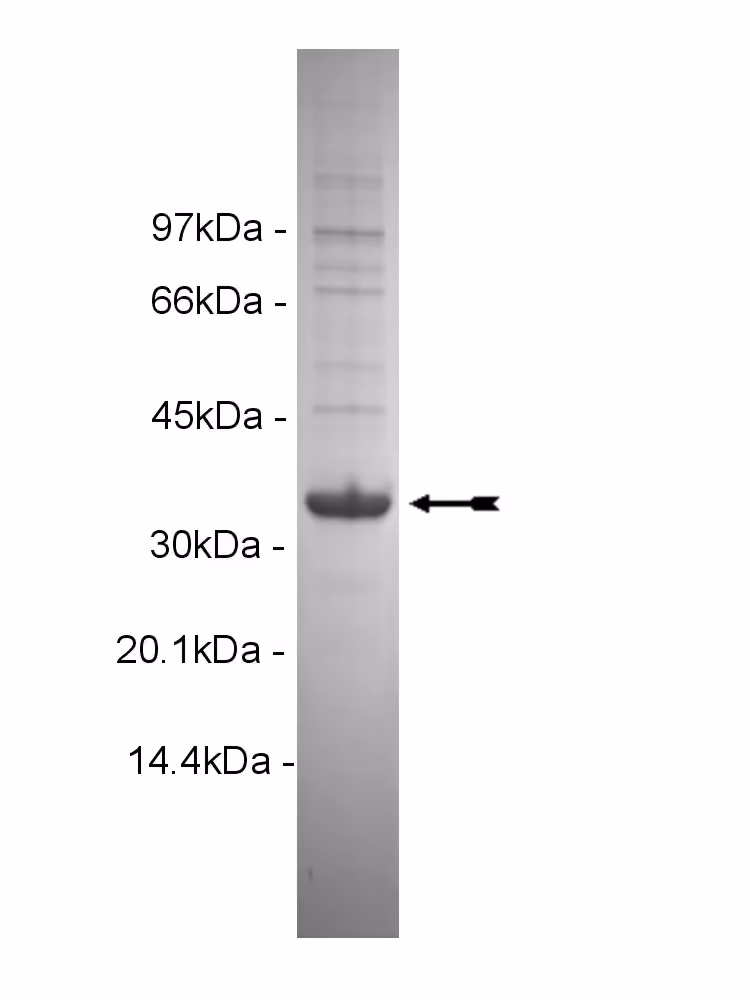 ErbB4, active Human Recombinant Kinase Protein