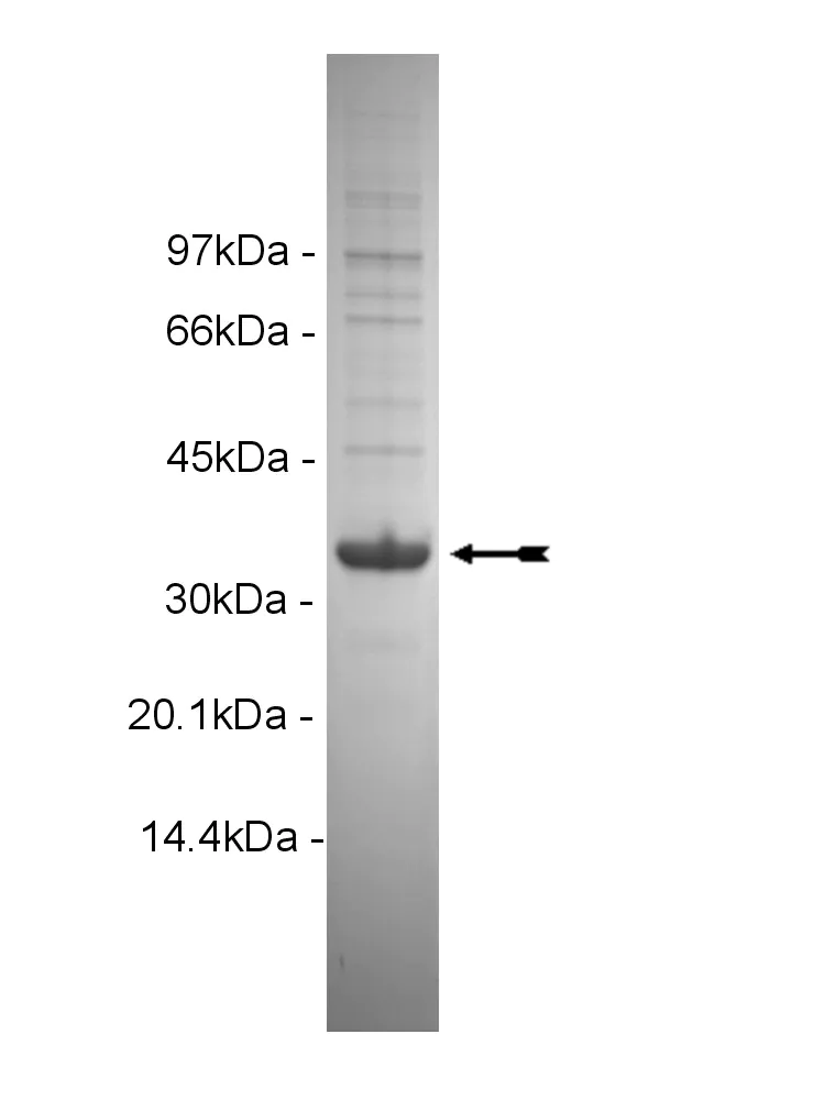 ErbB4, active Human Recombinant Kinase Protein