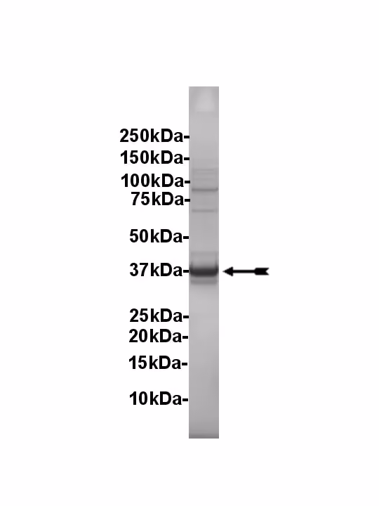 TrkA, active Human Recombinant Kinase Protein