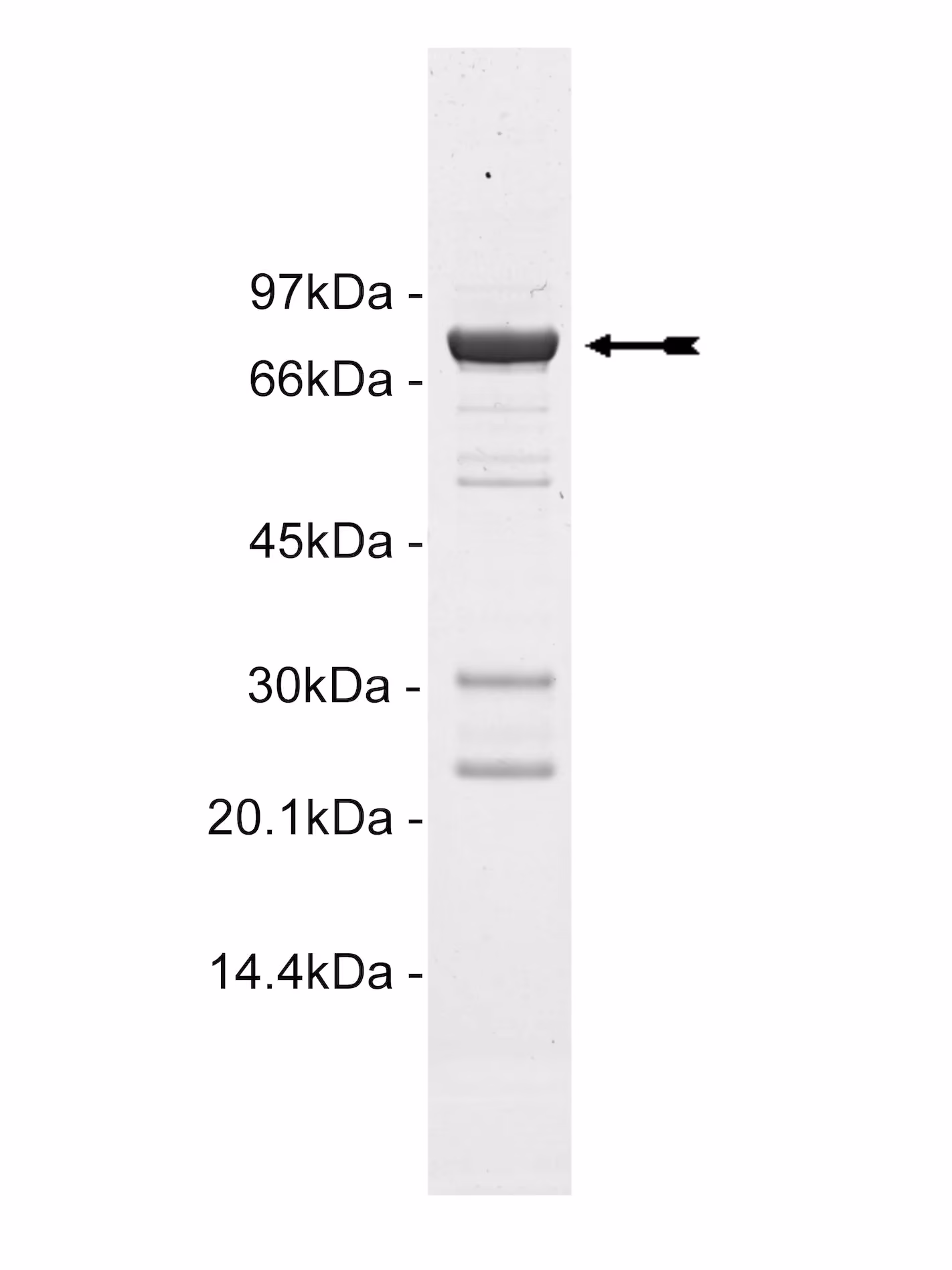 Ret, active Human Recombinant Kinase Protein