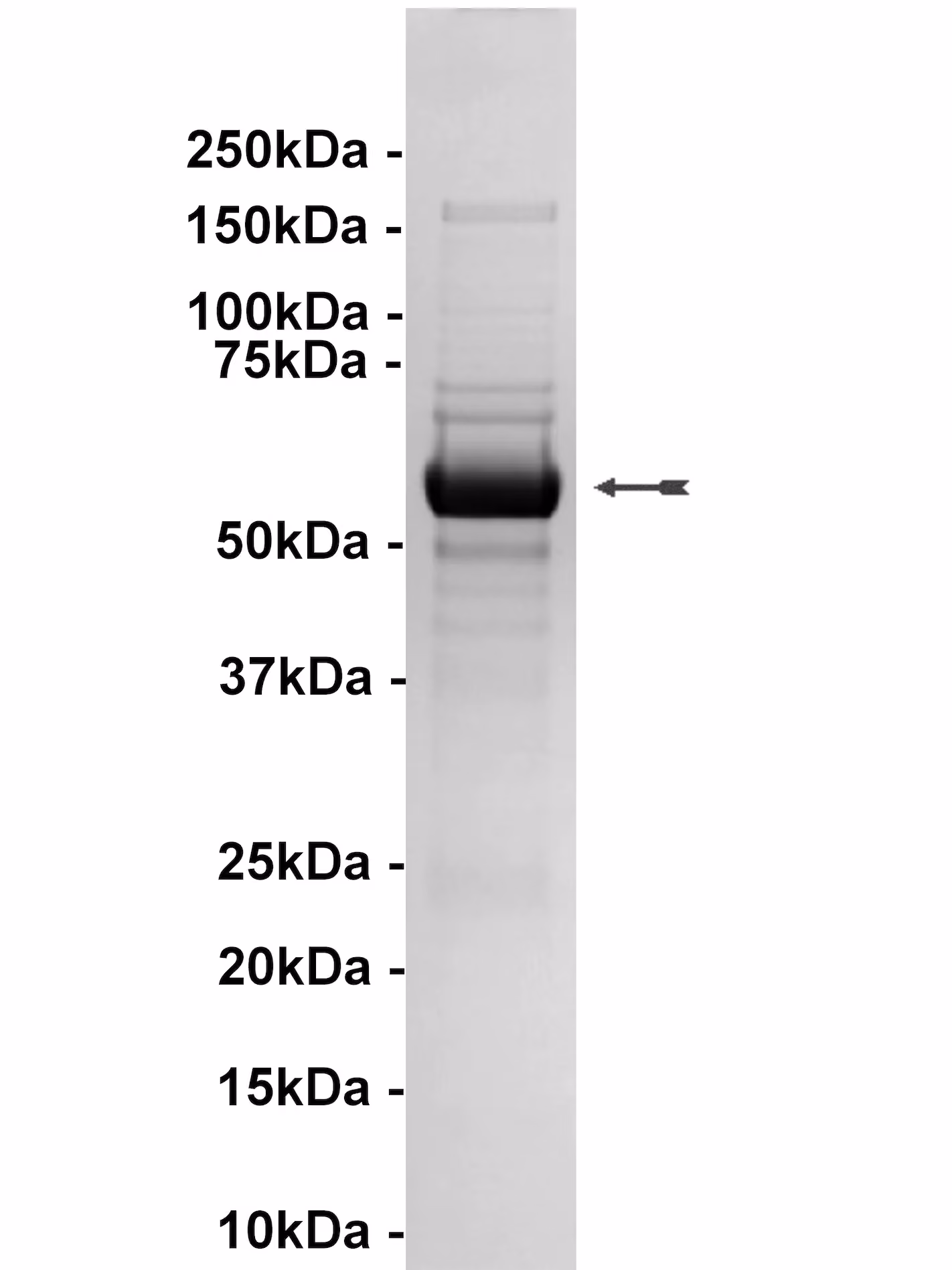 Pim1, active Human Recombinant Kinase Protein