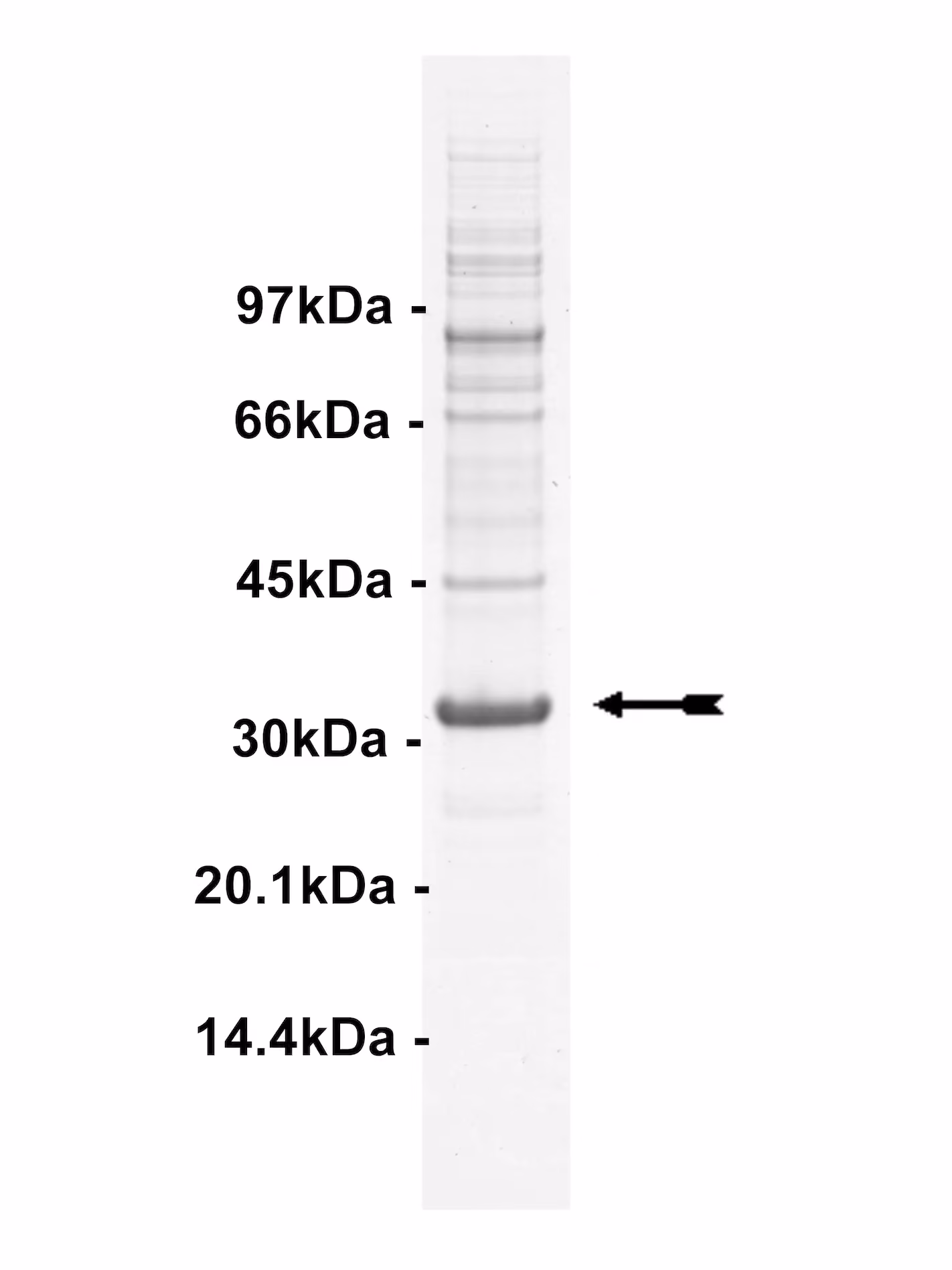 Hck, active Human Recombinant Kinase Protein