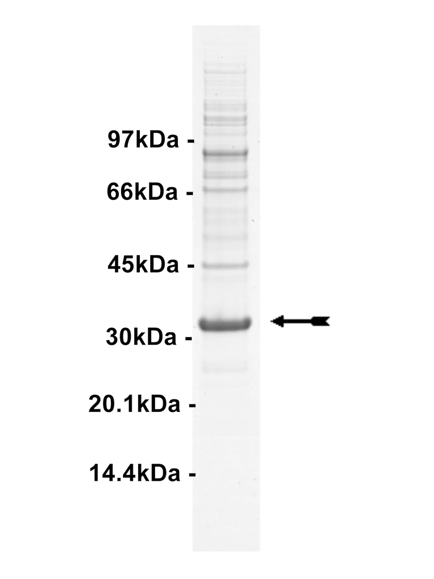 Hck, active Human Recombinant Kinase Protein