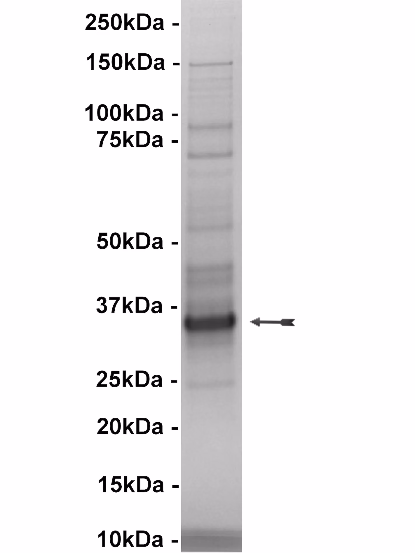 PLK3, active Human Recombinant Kinase Protein
