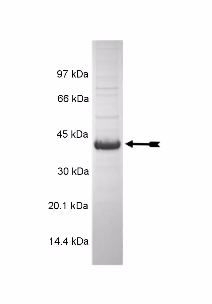 NEK6, active Human Recombinant Kinase Protein