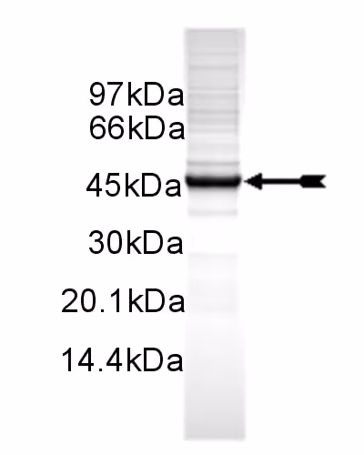 SGK2-(hu,54-end,S416D), unactive Human Recombinant Kinase Protein