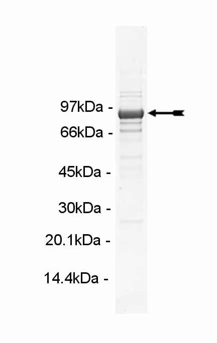 ARK5, active Human Recombinant Kinase Protein