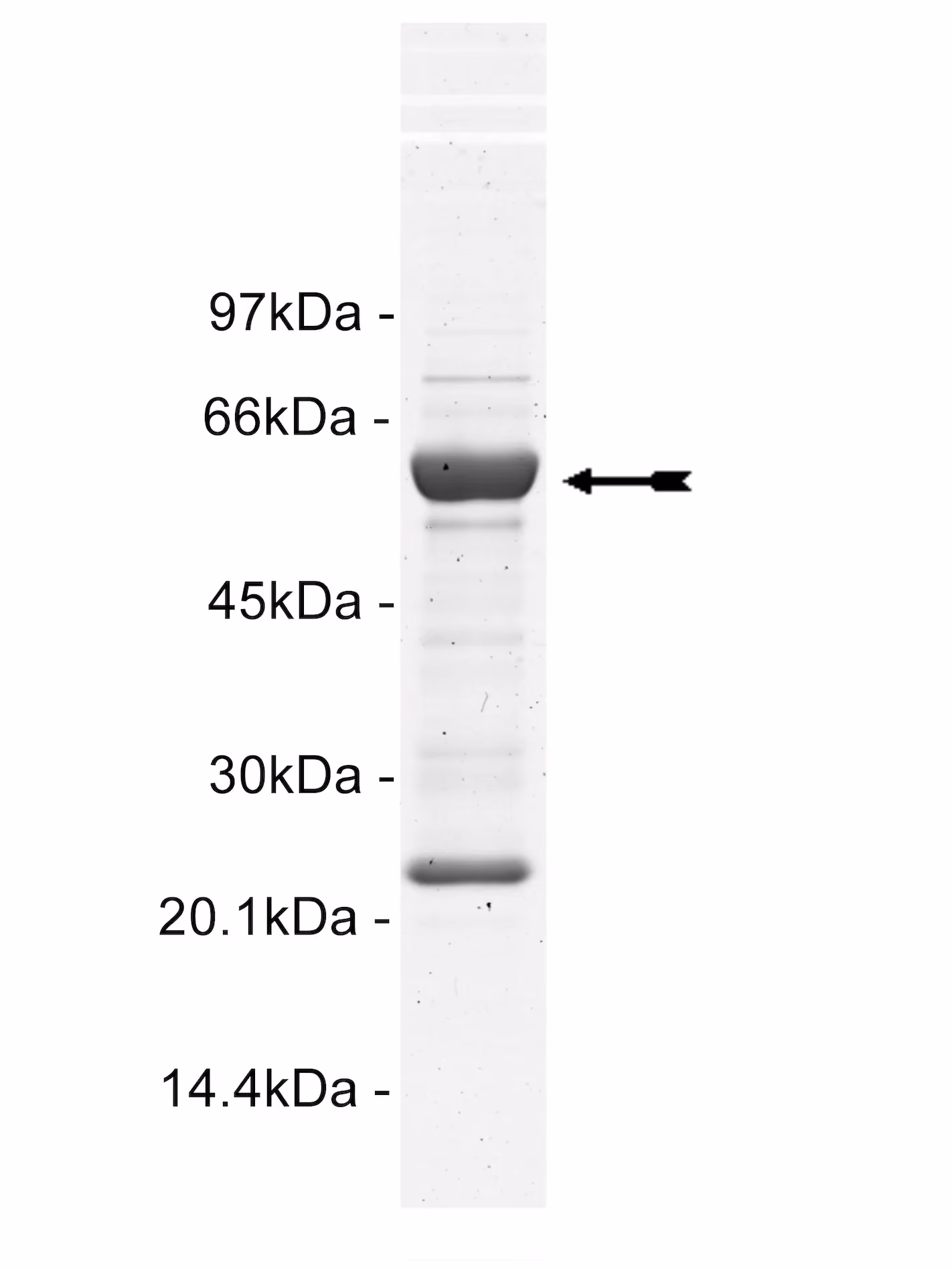FGFR1, active Human Recombinant Kinase Protein