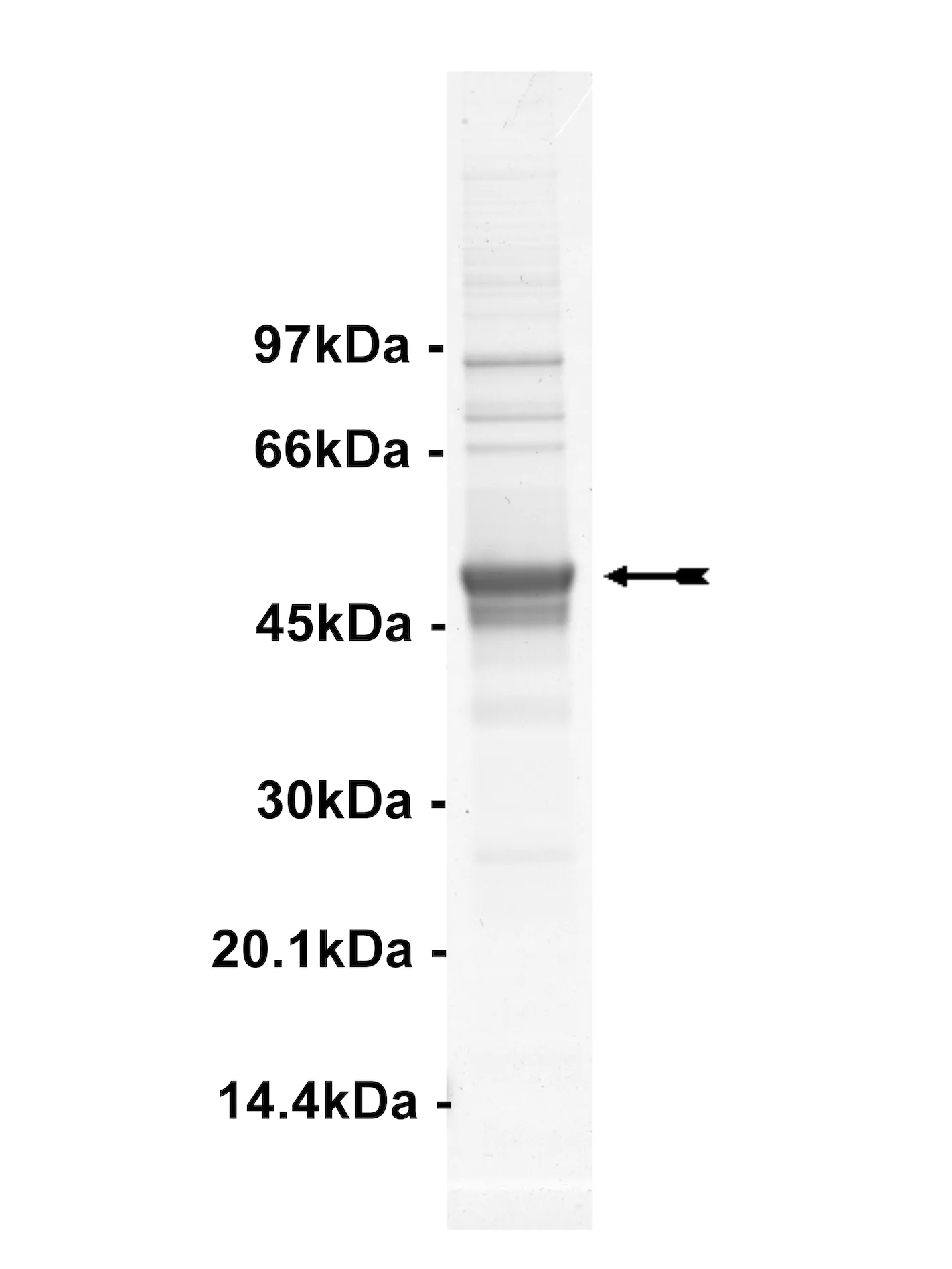 DDR2, active Human Recombinant Kinase Protein