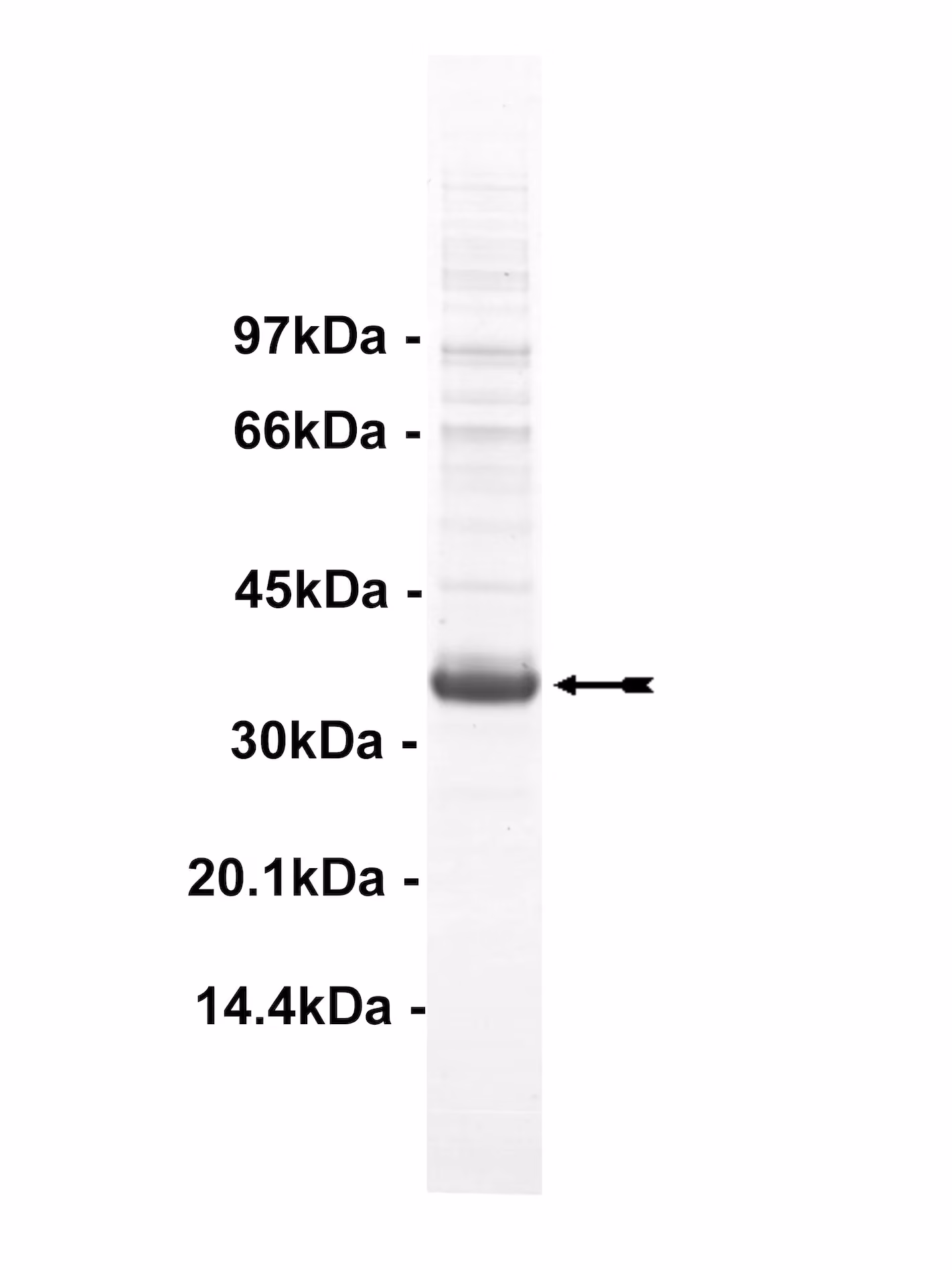 FGFR4, active Human Recombinant Kinase Protein