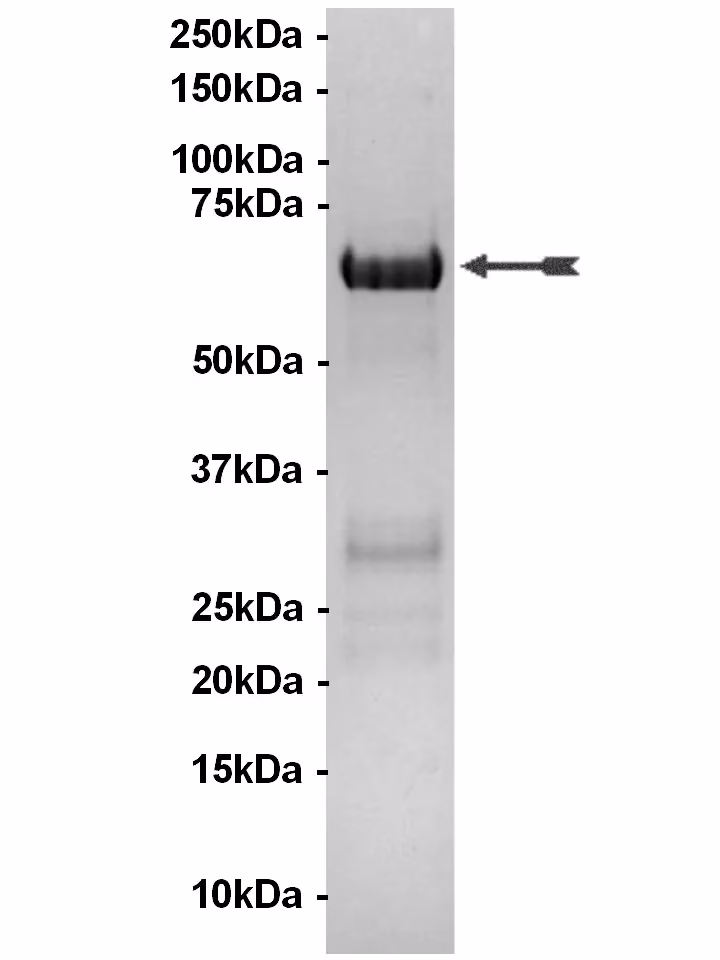 MAPKAP Kinase 3, unactive Human Recombinant Kinase Protein